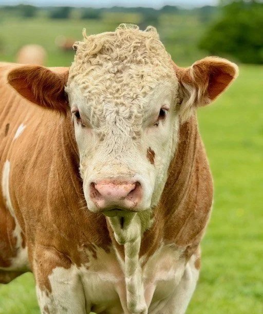A close-up of a brown and white cow standing in a green field with blurred background.
