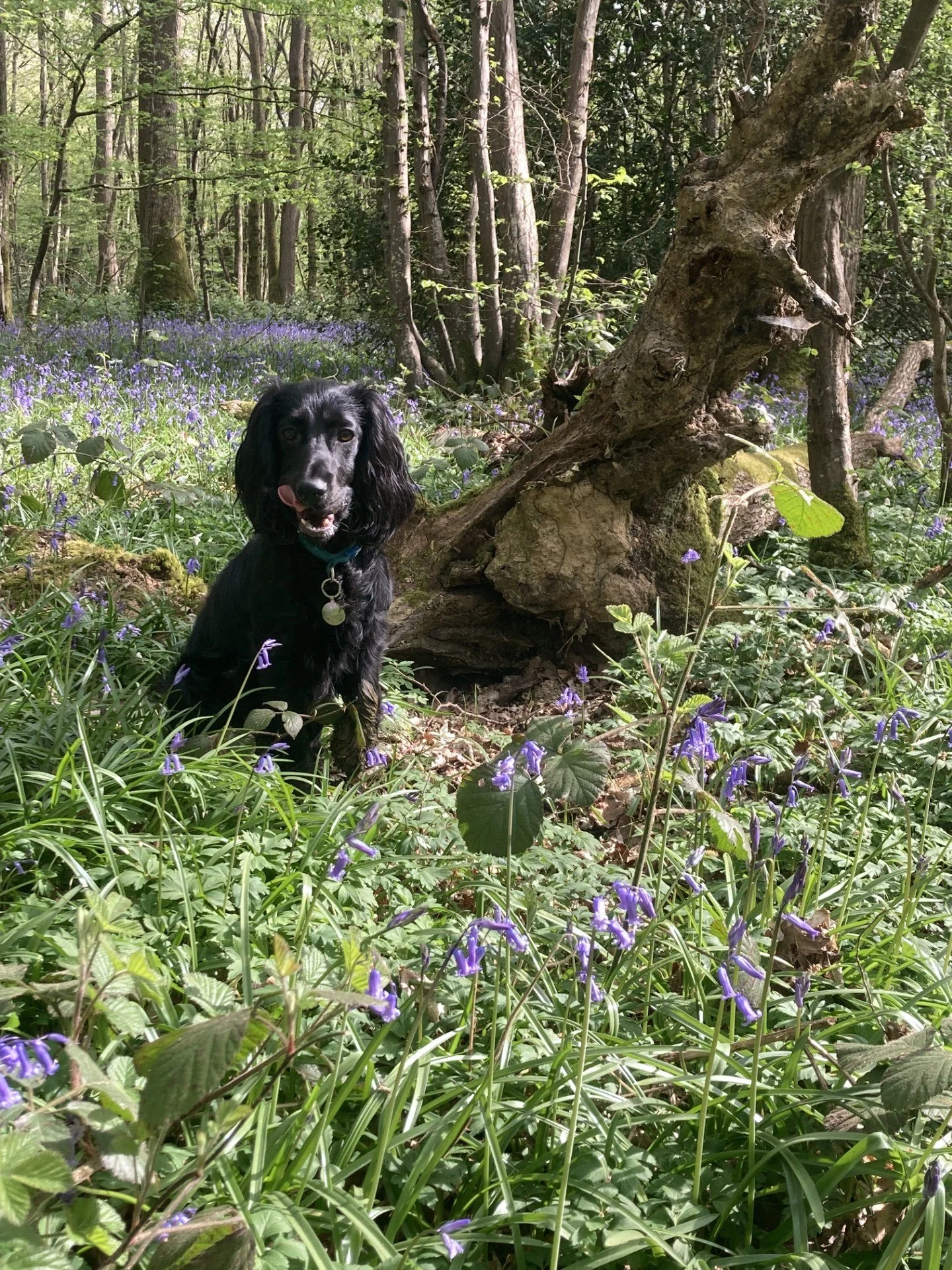 A black dog with floppy ears sitting in a forest clearing surrounded by purple flowers and green foliage.