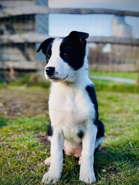 Cute black and white puppy sitting on grass outdoors with a blurred fence and building in the background.