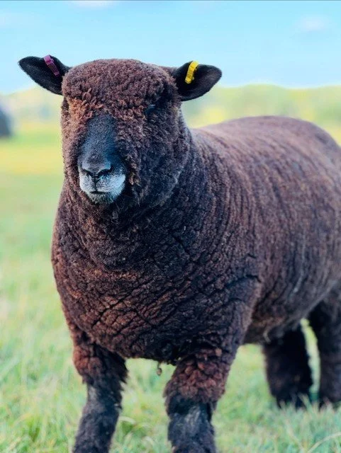 A black sheep with colored ear tags standing in a green field with a blue sky in the background.