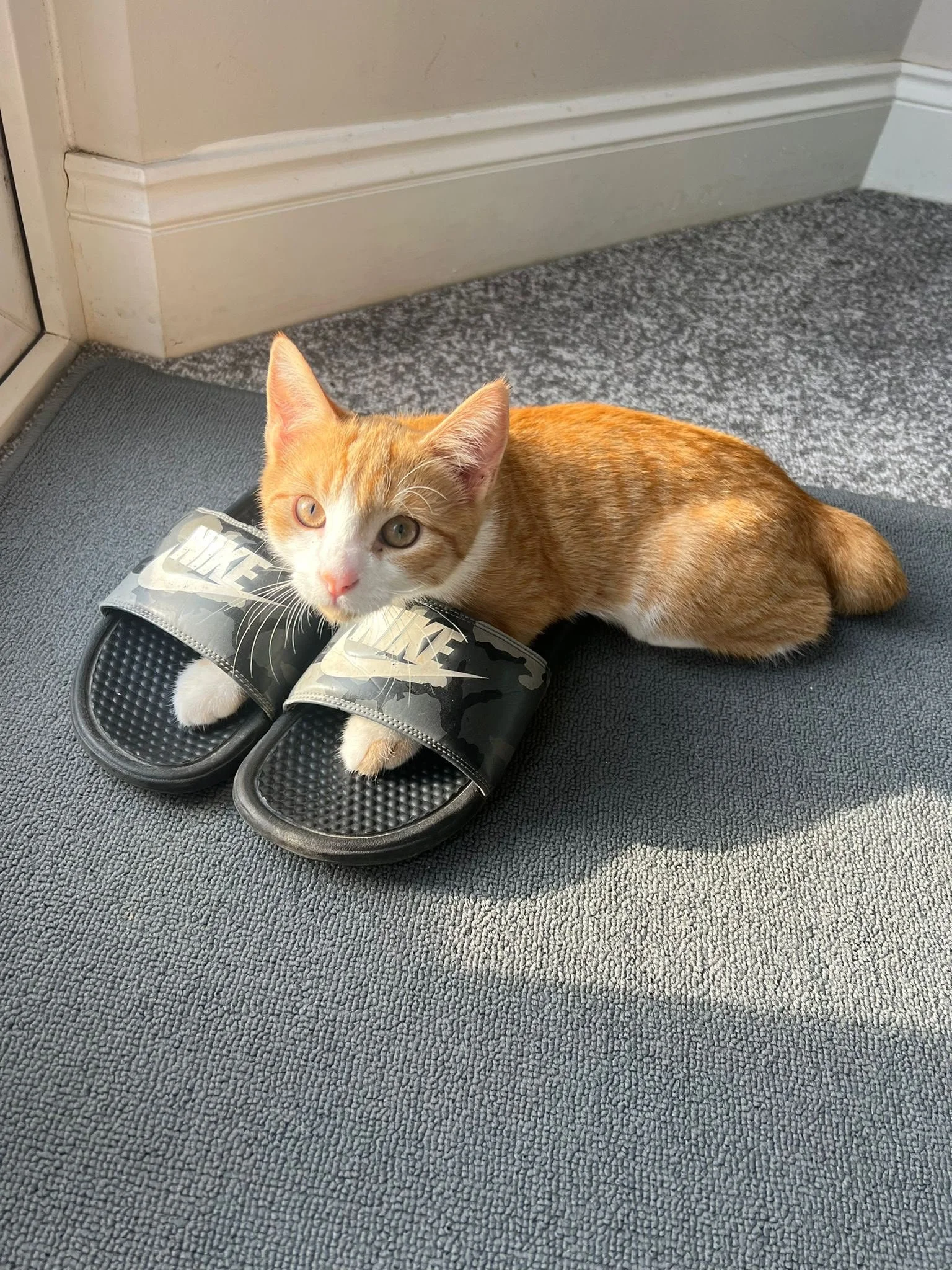 A young orange and white kitten lying on a gray textured floor