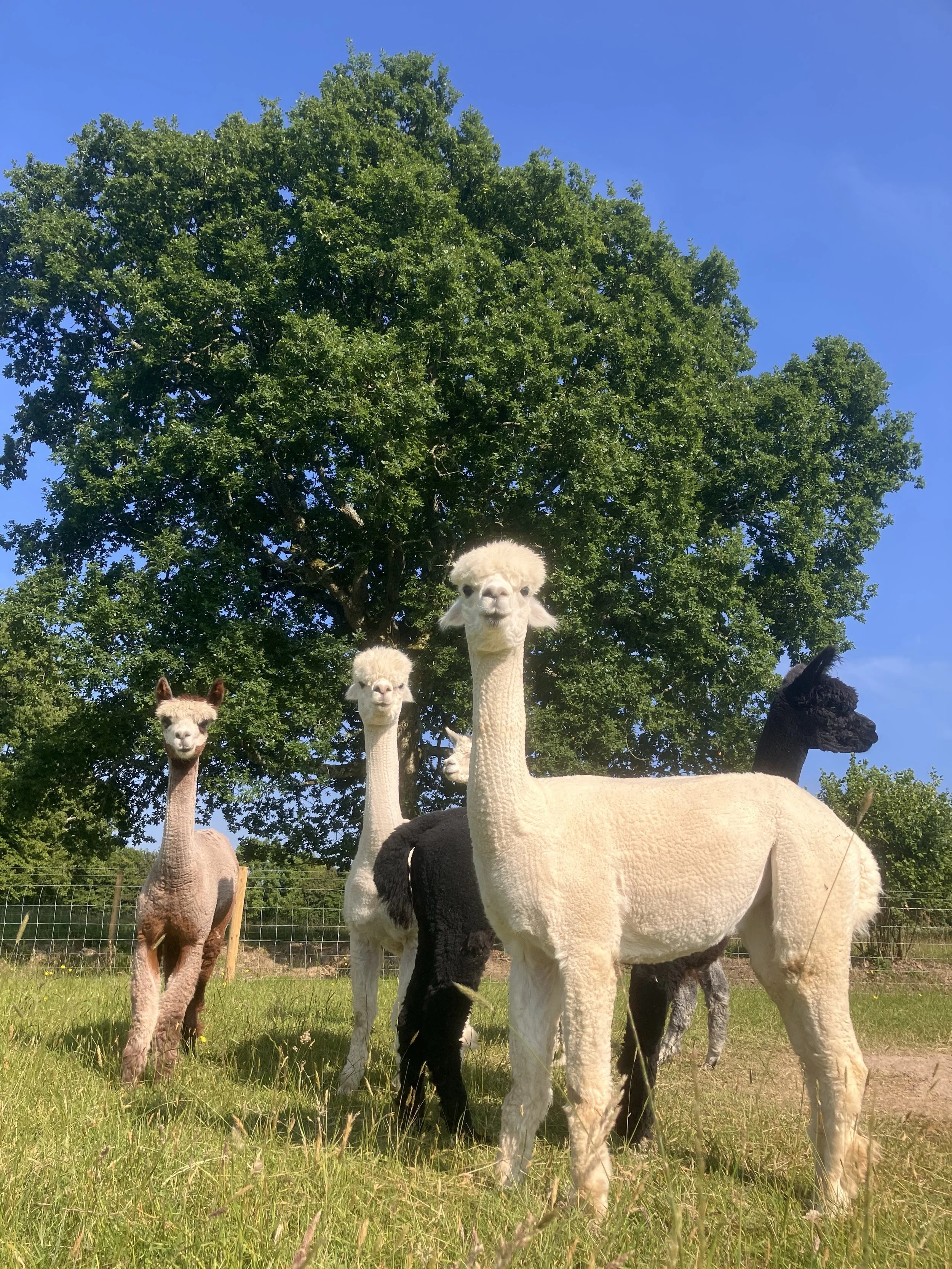 Group of alpacas standing in a grassy field with a large tree and blue sky in the background.