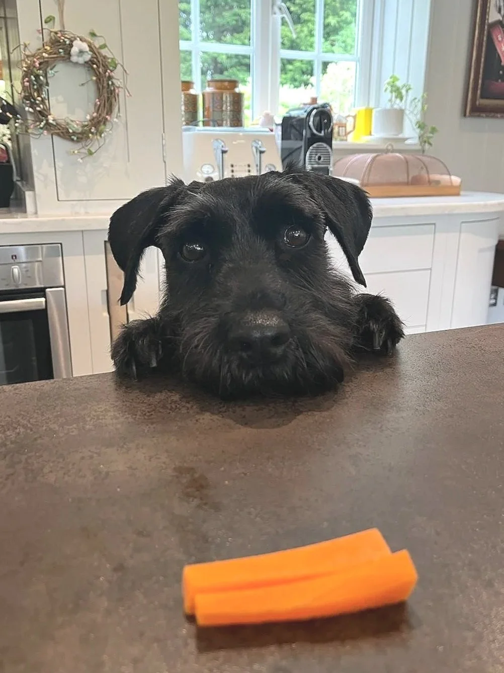 A black dog with expressive eyes rests its head on a kitchen counter, looking at a small rolled carrot on the surface.
