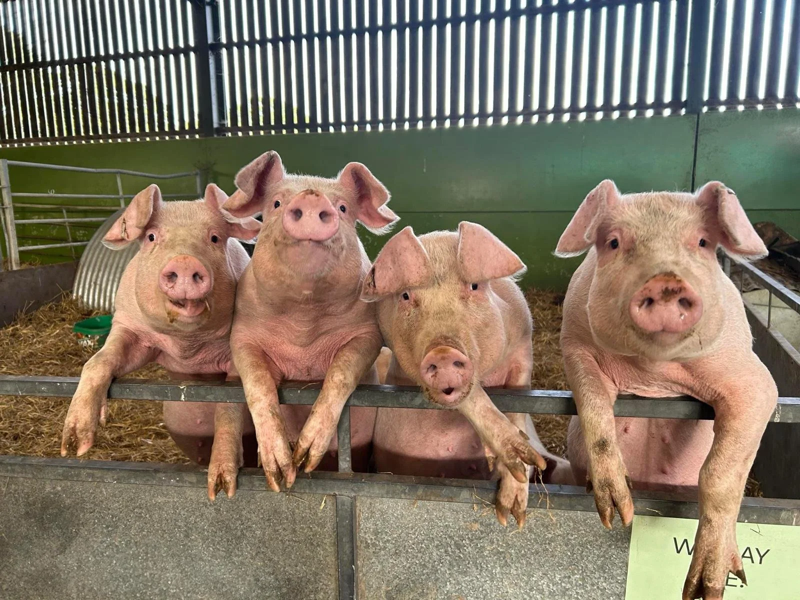 Five pigs leaning on a farm enclosure looking at the camera inside a barn with green walls and a wood slat ceiling.