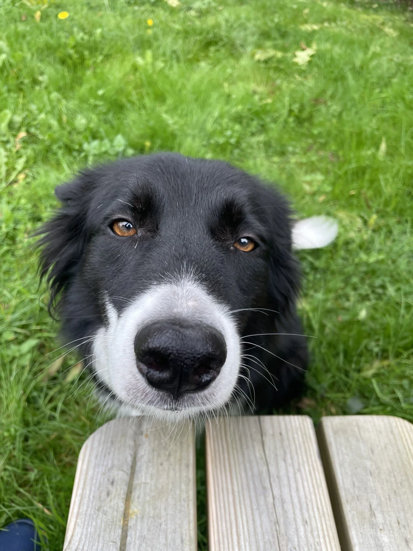 Close-up of a black and white dog's face, lying on a wooden surface outdoors with green grass in the background.