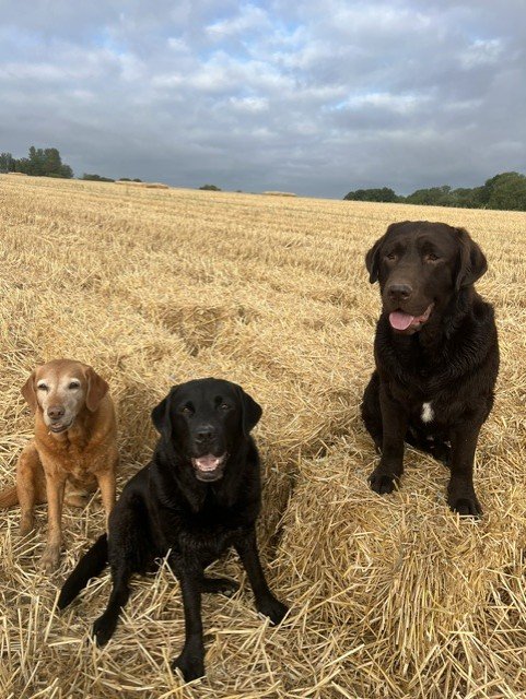 Three dogs sitting on a hayfield with a cloudy sky in the background.