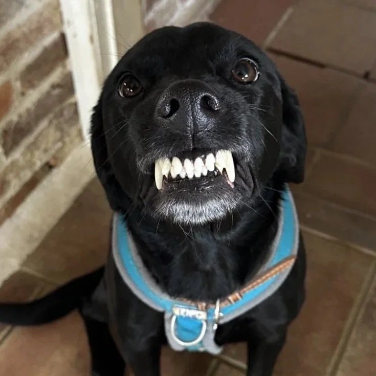 A black dog showing its teeth, with a humorous expression, wearing a blue harness, indoors near a brick wall and wooden floor.