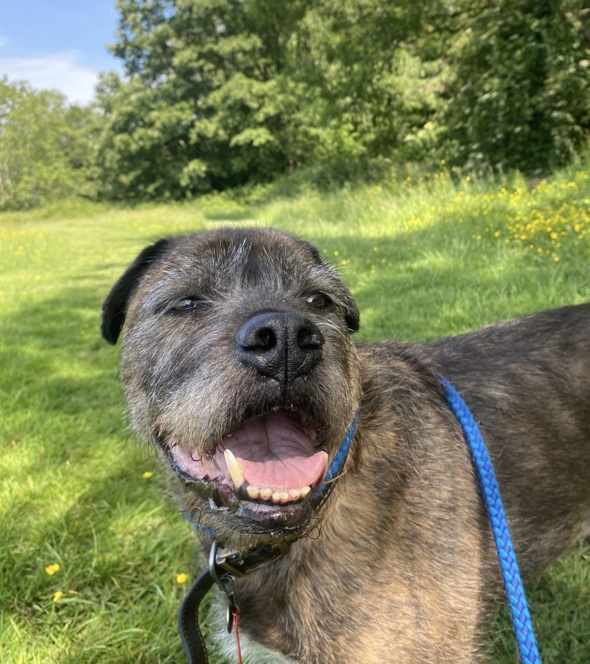 A happy brindle-colored dog with a blue leash outdoors on a grassy field with trees and yellow flowers in the background.