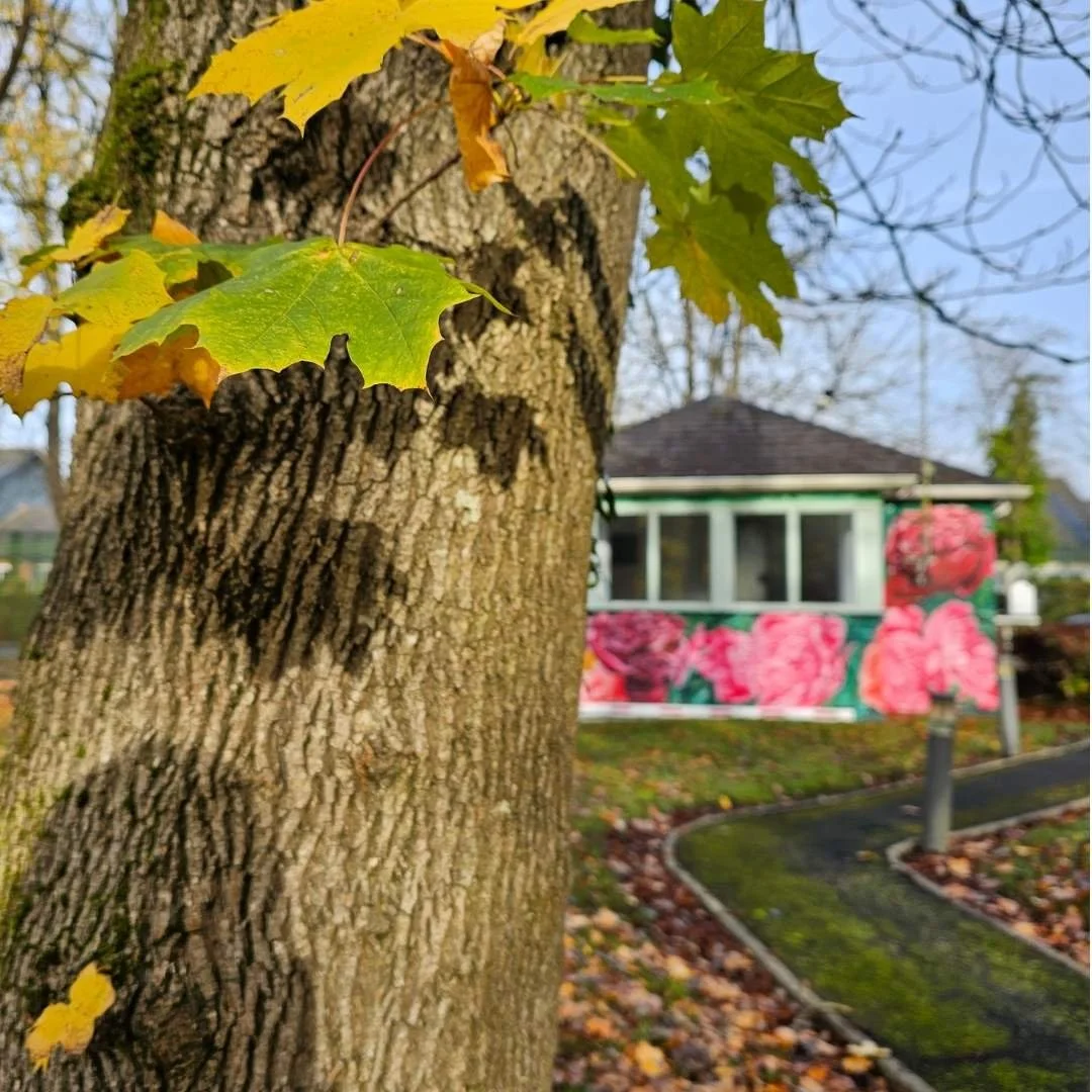 Close-up of a tree trunk with green and yellow leaves in fall, in front of a house with pink floral mural on its side, sidewalk, and fall leaves on the ground.