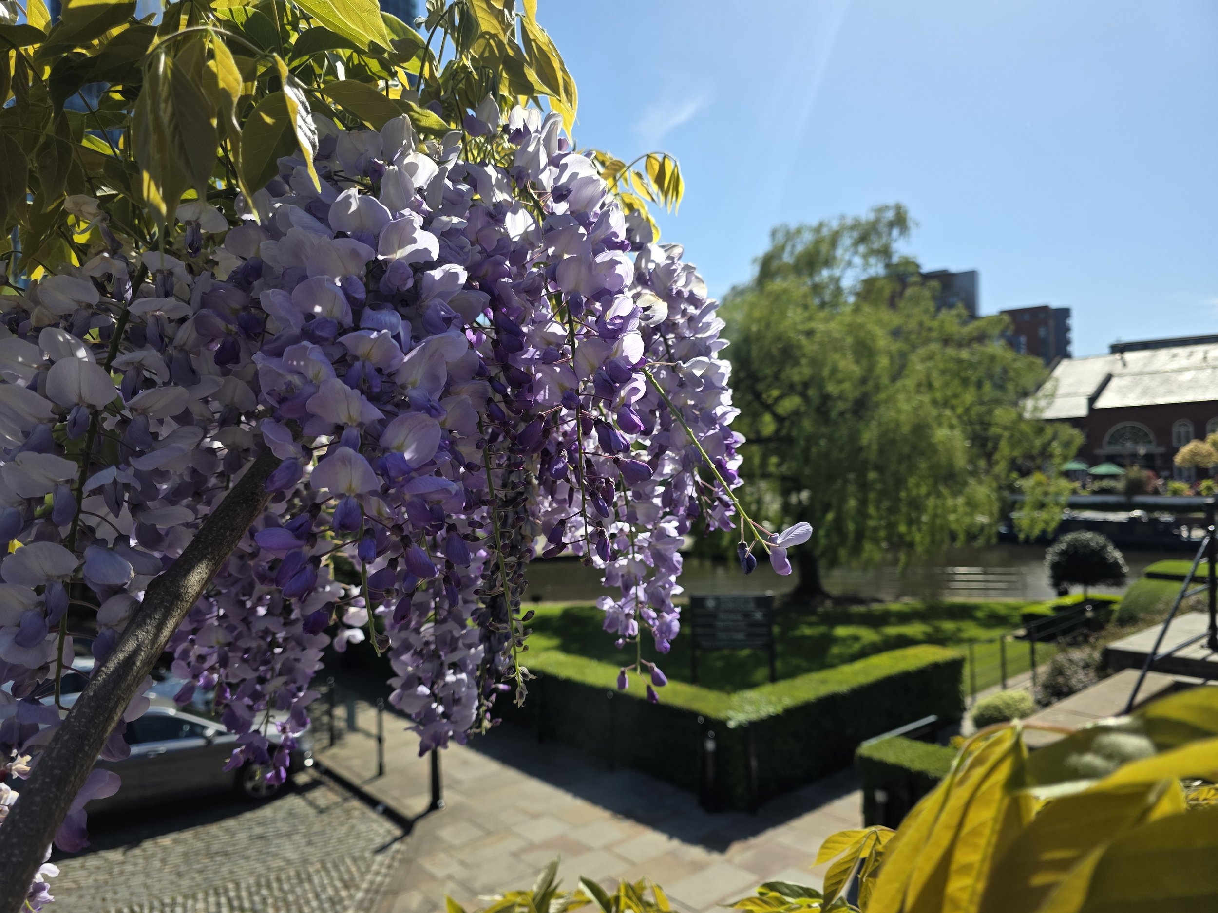 Close-up of purple wisteria flowers hanging from a branch, with a park, trees, a pond, and buildings visible in the background under a bright blue sky.