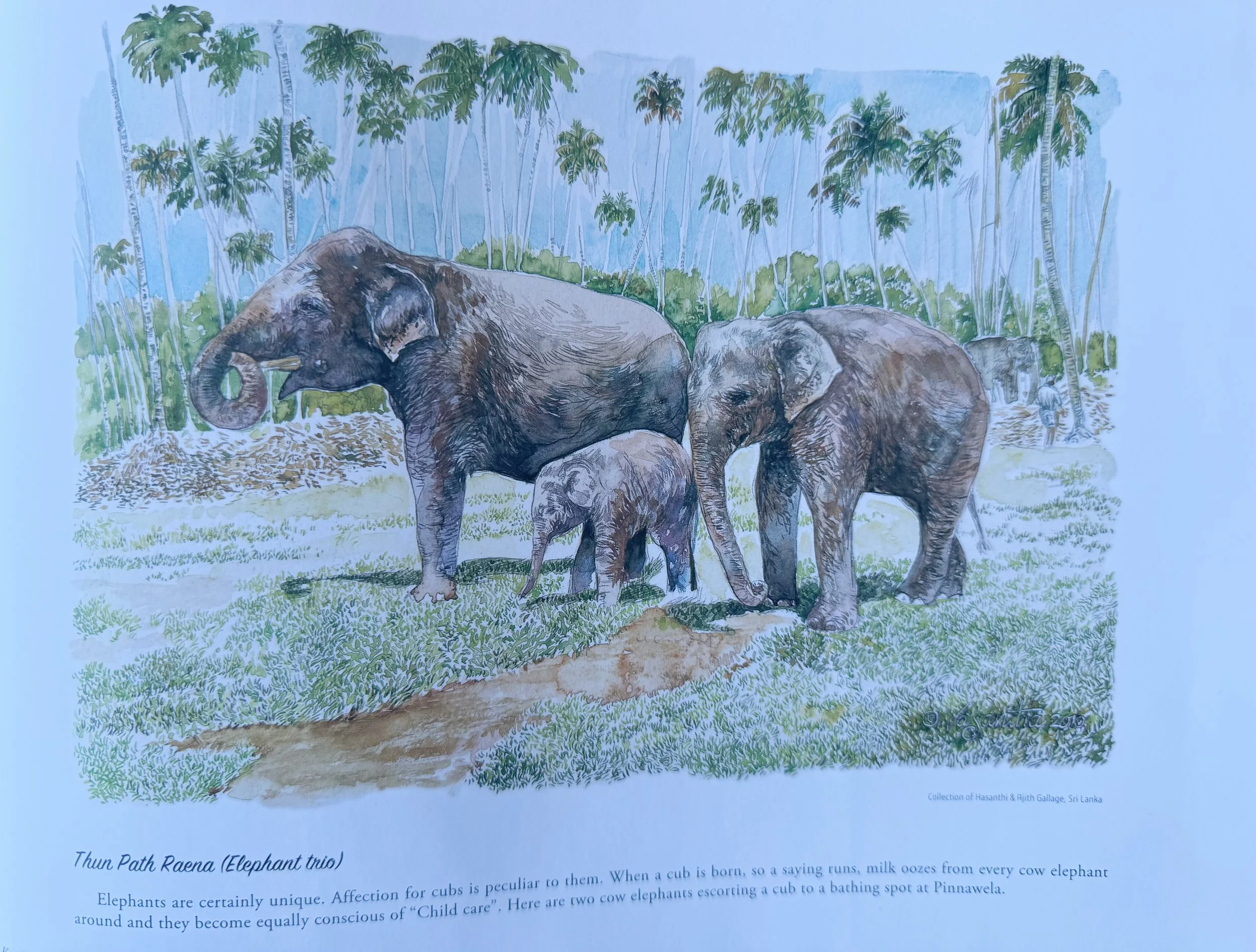 Kandy sketchbook - elephants.jpg