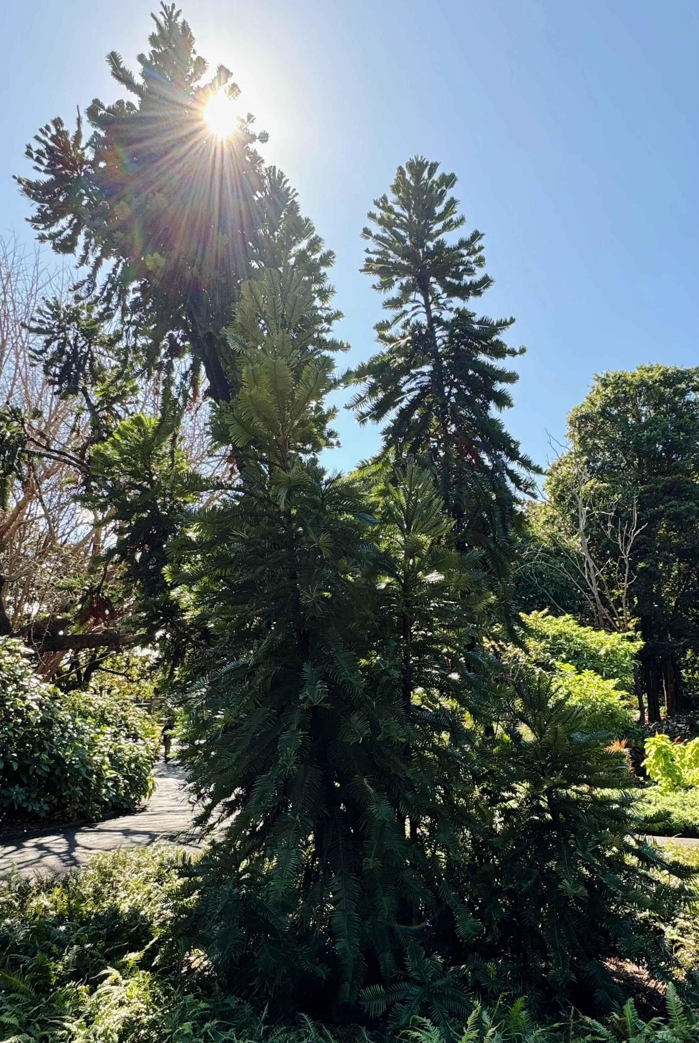 Wollemi Pine, Royal Botanic Gardens, Sydney