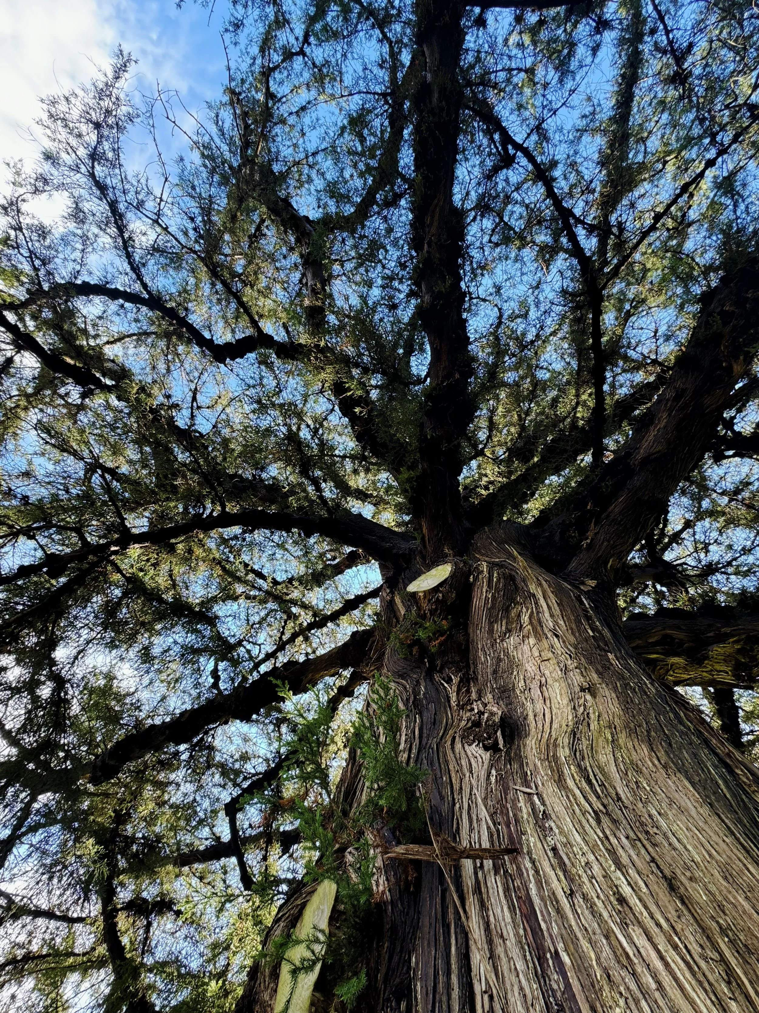 Royal Botanic Garden: Wollemi Pine and Bermuda Cedar