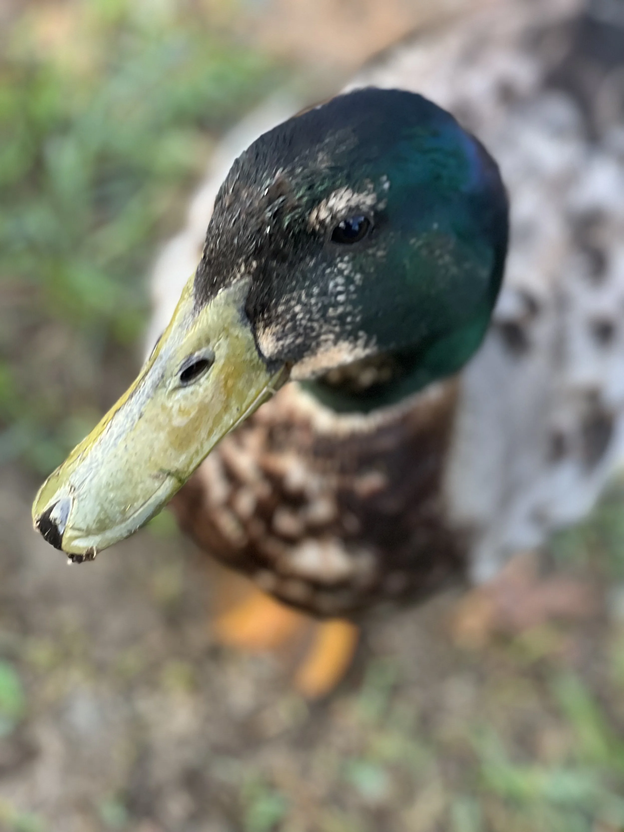 IMG_7852.jpeg