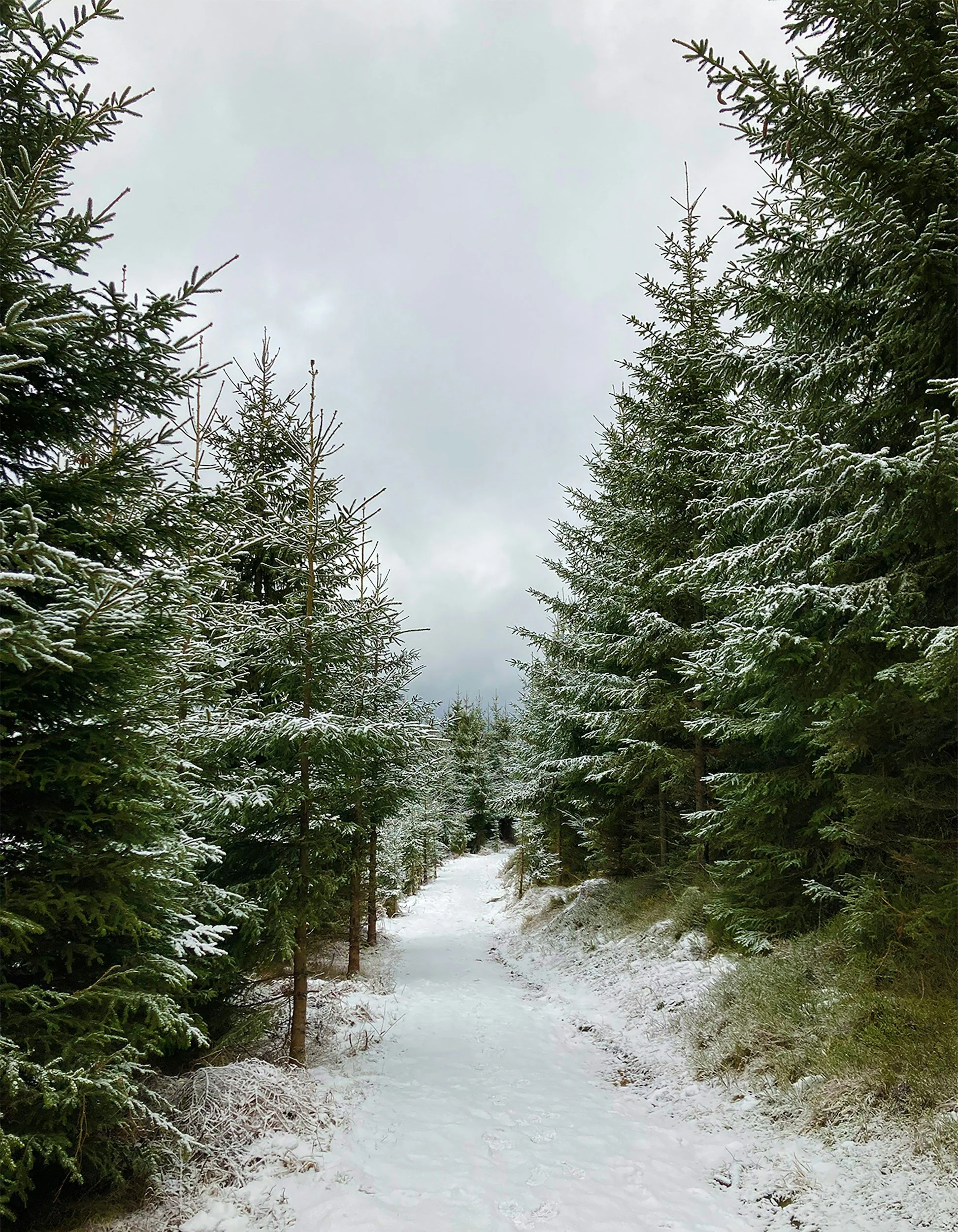 The Gift of Quiet: Creating Small Moments of Stillness During the Holiday Rush