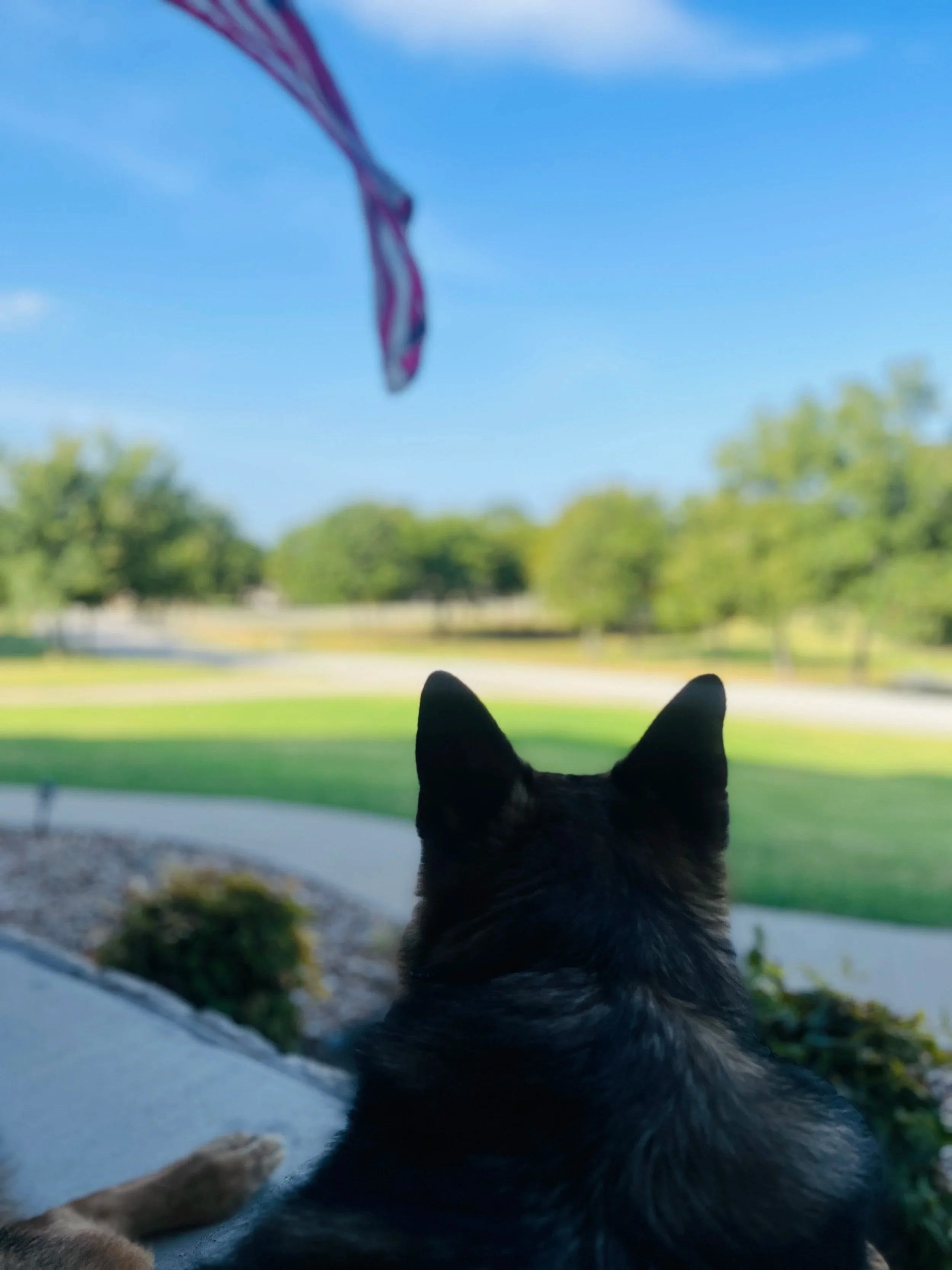 Patio Perspectives #1