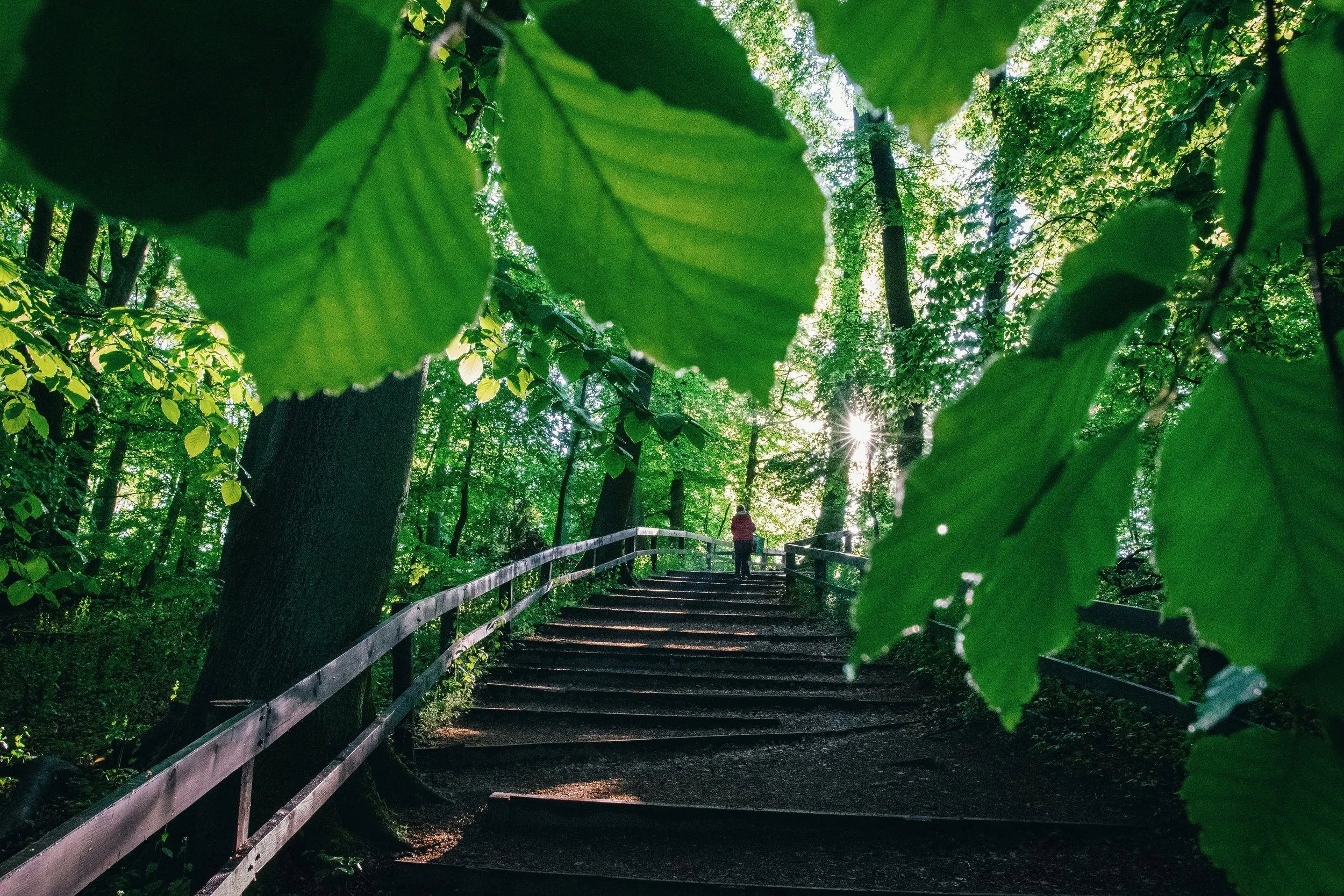 A person walking down a wooden stairway in a lush green forest, surrounded by large leaves and sunlight filtering through the trees.
