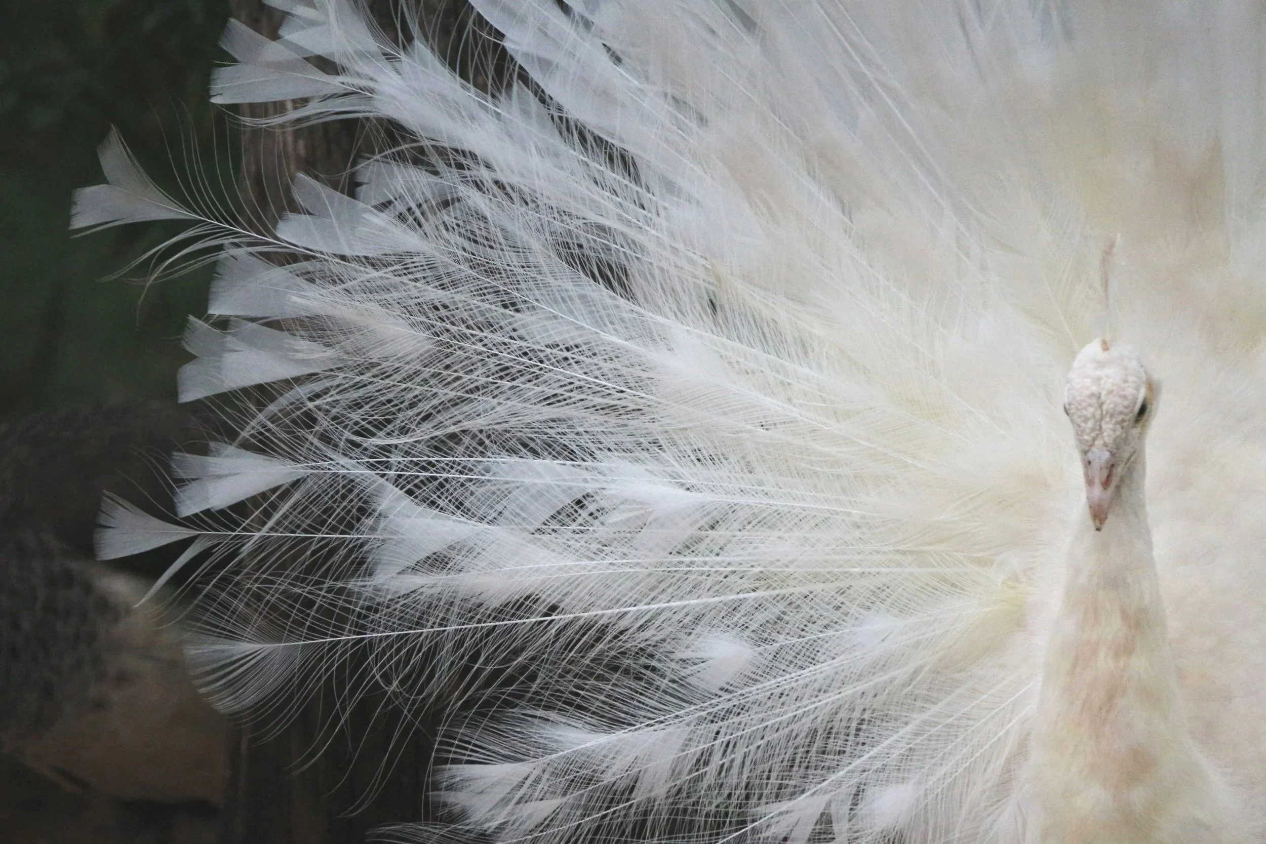 A close-up photograph of a white peacock with its feathers fanned out.