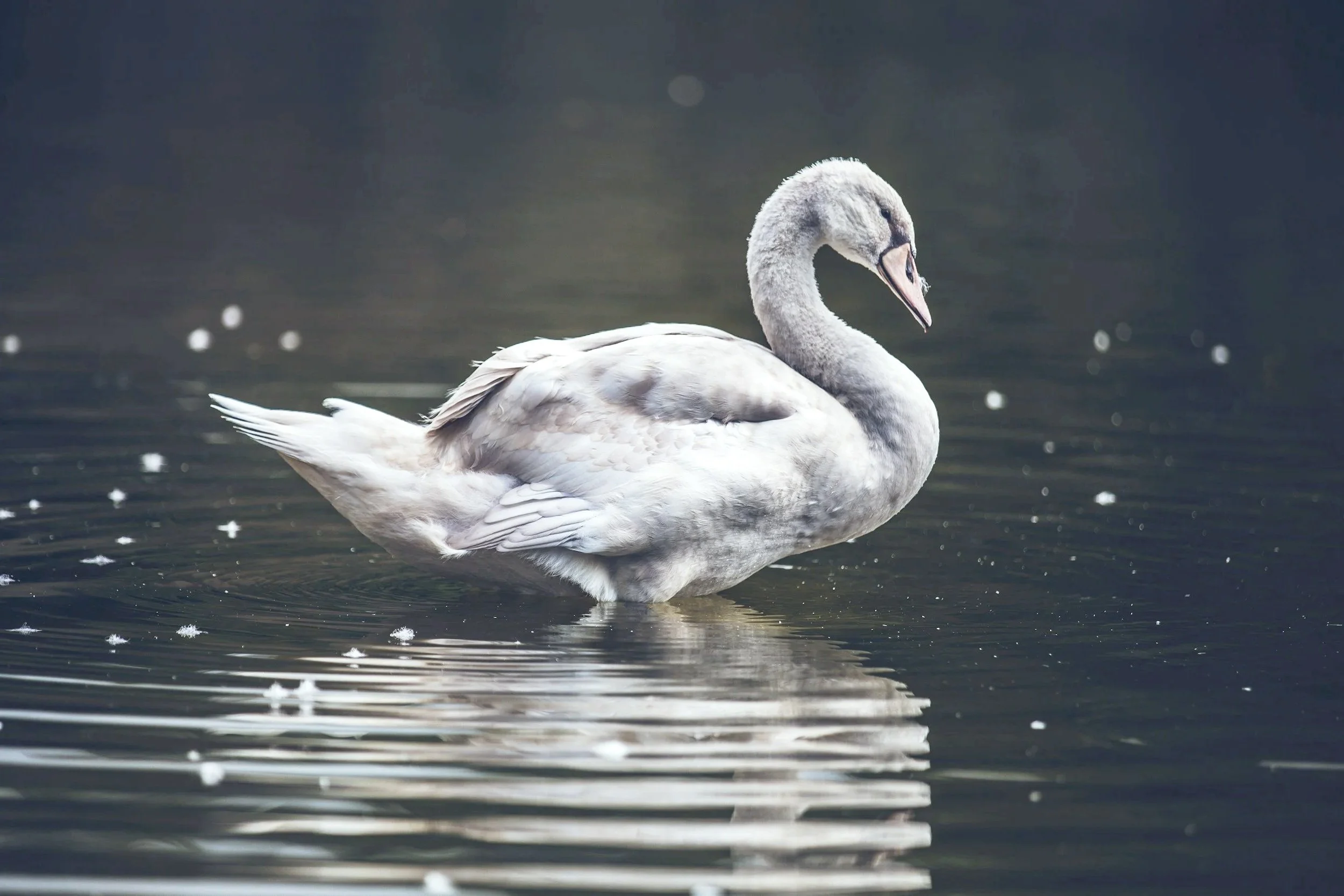 A young swan, also known as a cygnet, floating on calm water with ripples and small white floating debris, with a dark blurred background.