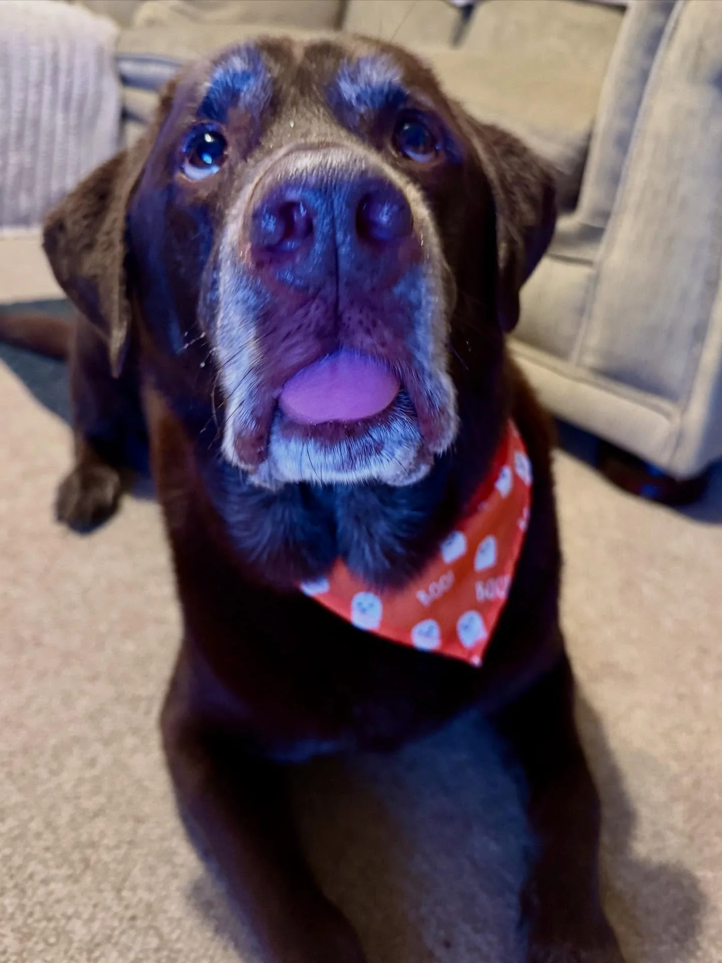 Happy Halloween from the Chief Pawject Manager himself 🎃🐾

We&rsquo;ve had the best week, starting with a peaceful woodland walk (his favourite kind of meeting 🌲), followed by a magical trip to Disneyland ✨

It&rsquo;s been the perfect little brea