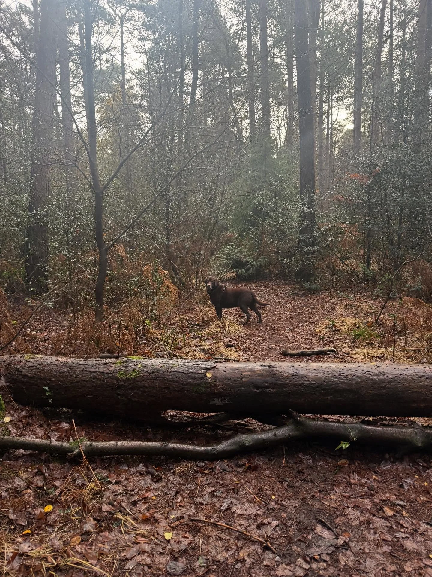 Some days you just need a quiet walk in the woods and a loyal friend trotting ahead 🌲🐾
My little forest adventurer, checking every leaf, every log, every new smell.
Nothing resets my mind quite like watching him take it all in; calm, curious, compl