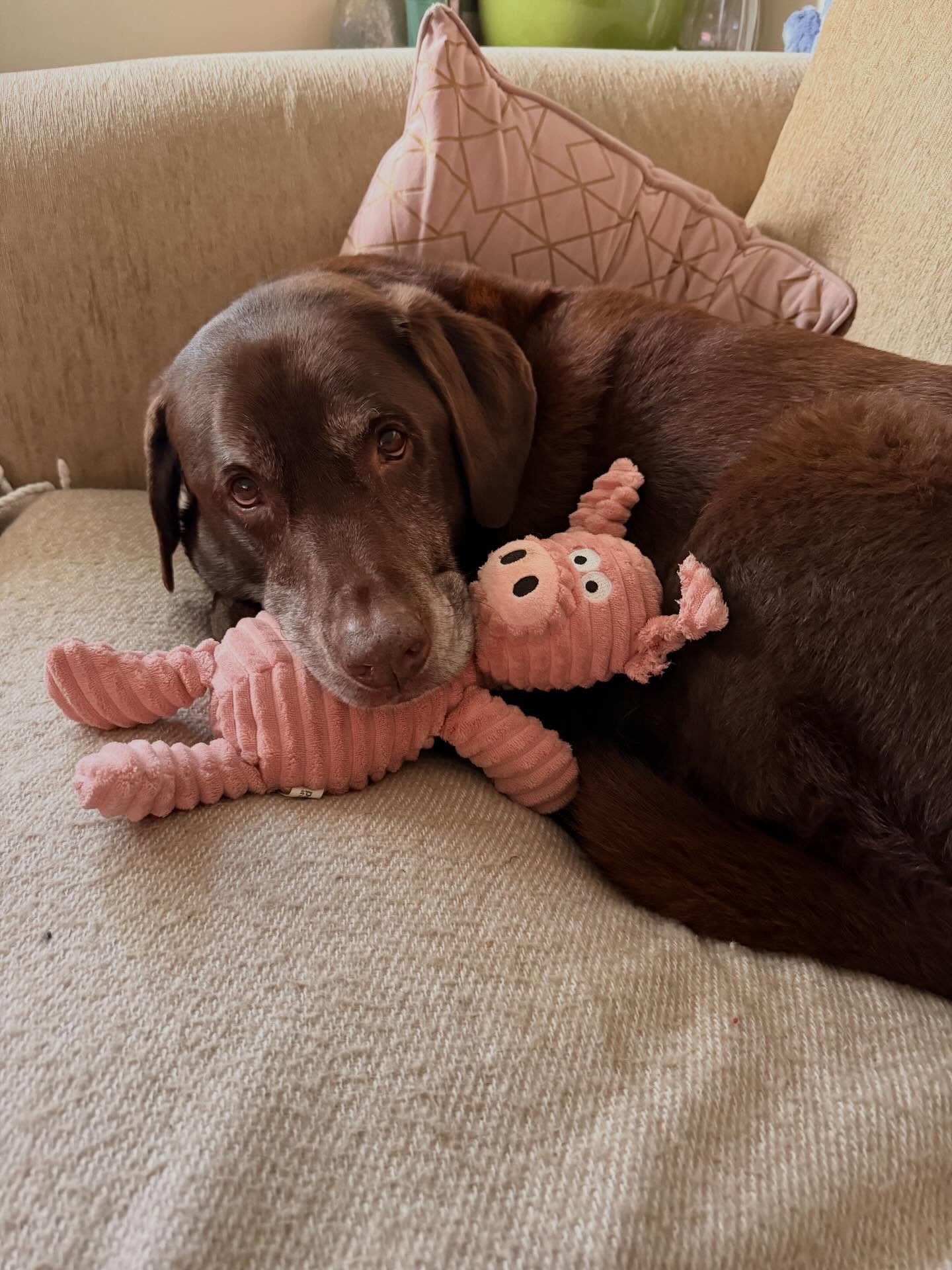 Work days look a little like this 🤍
Slow moments, good company, and building things with care 🐾

#dogs #monicasweb #myworld #webdev