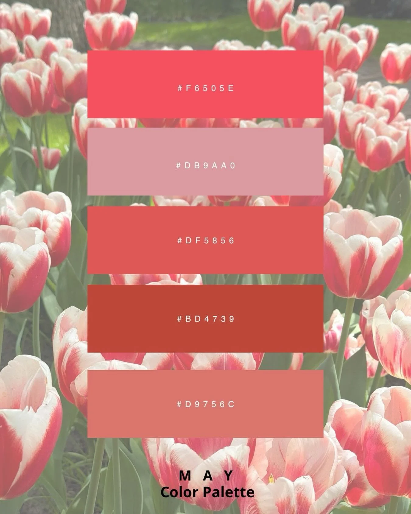 May colour palette 🌷 Inspired by my recent trip to Amsterdam and the most beautiful tulip fields at Keukenhof. Save this for your next project.
#keukenhof #amsterdam #colourpalette #webdesign #designinspiration