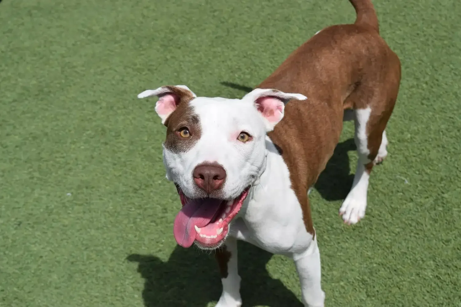Happy dog with brown and white fur running on green grass