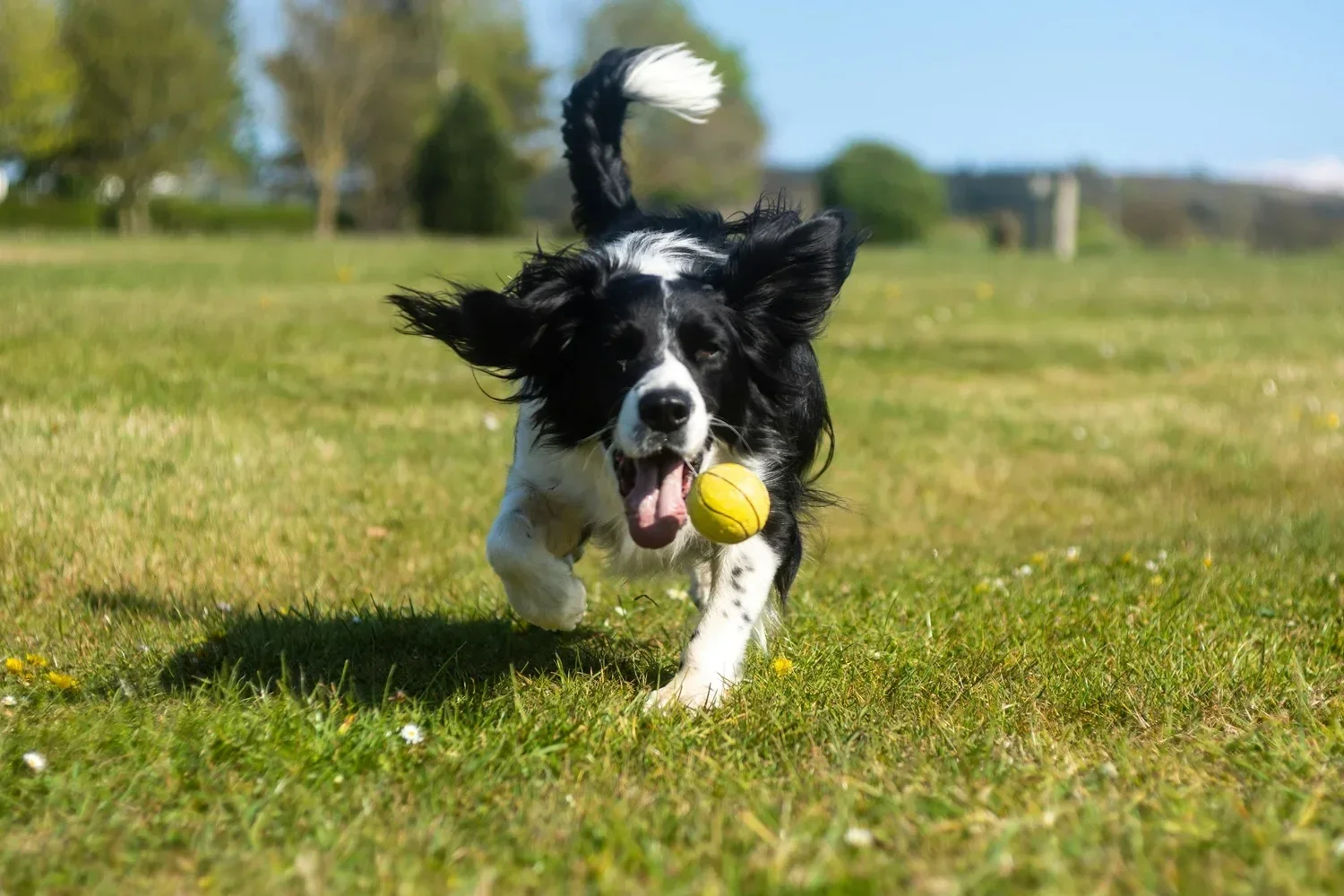 A dog playing fetch