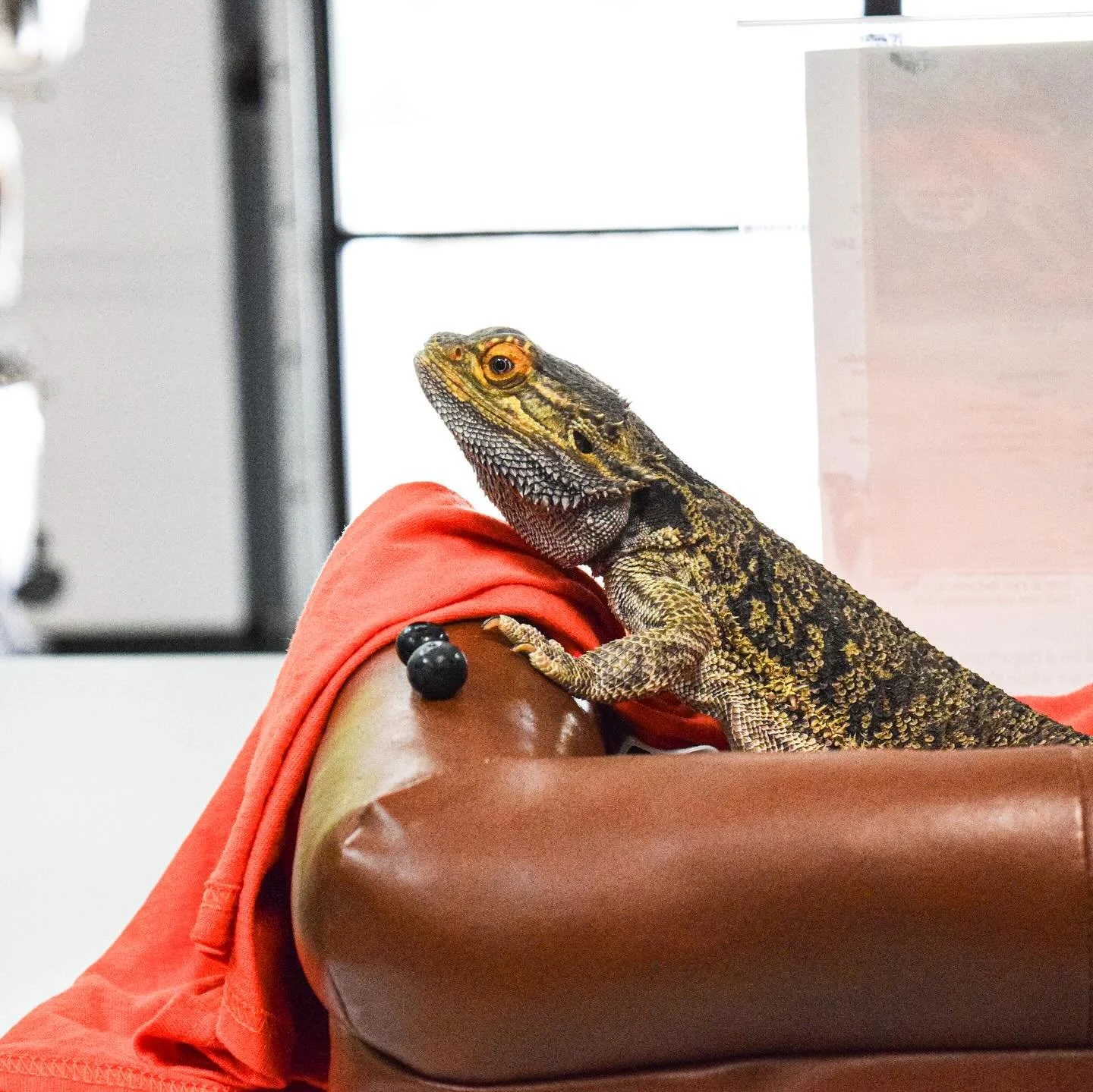 Help someone&rsquo;s taken over the office! 🦎