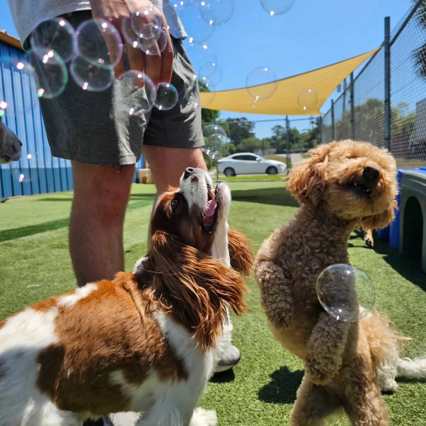 Friday forecast: 100% chance of bubbles and happy pups 🫧🐶
Nothing better than ending the week with zoomies, sunshine, and a whole lot of bubbles at Barkyard 💙

Join us next friday April 24th for spring noseprint paintings!

#BarkyardDaycare #Bubbl
