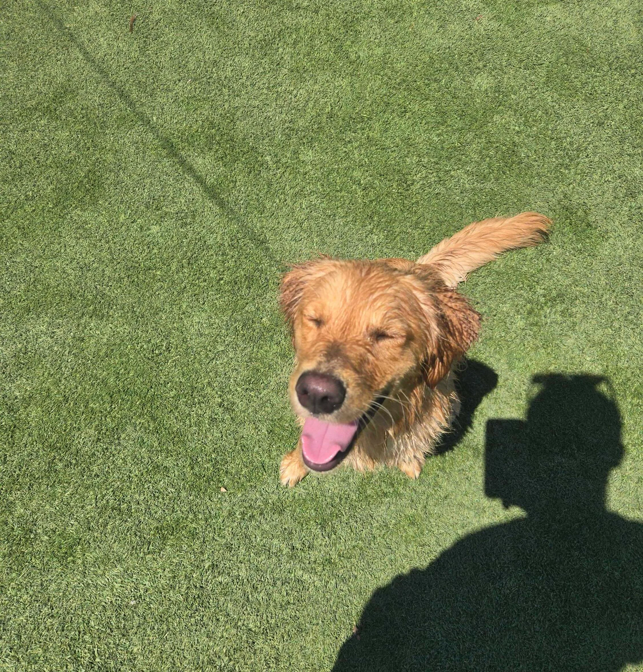 Barkyard + sunshine = perfect day🐾☀️

#BarkyardDaycare #sunnydays #waggingtails