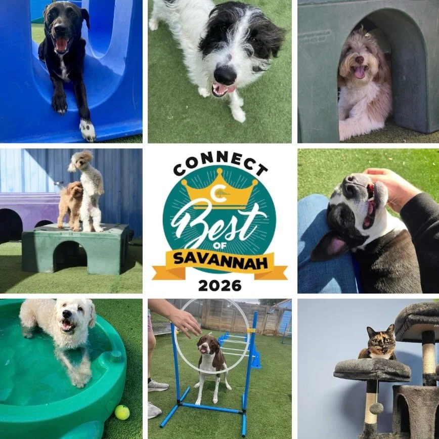 To every client who trusts us with their fur baby, supports our team, and continues to make Barkyard part of your family&rsquo;s life&hellip;thank you from the bottom of our hearts 🩷 Being recognized by this community means the world to us because i
