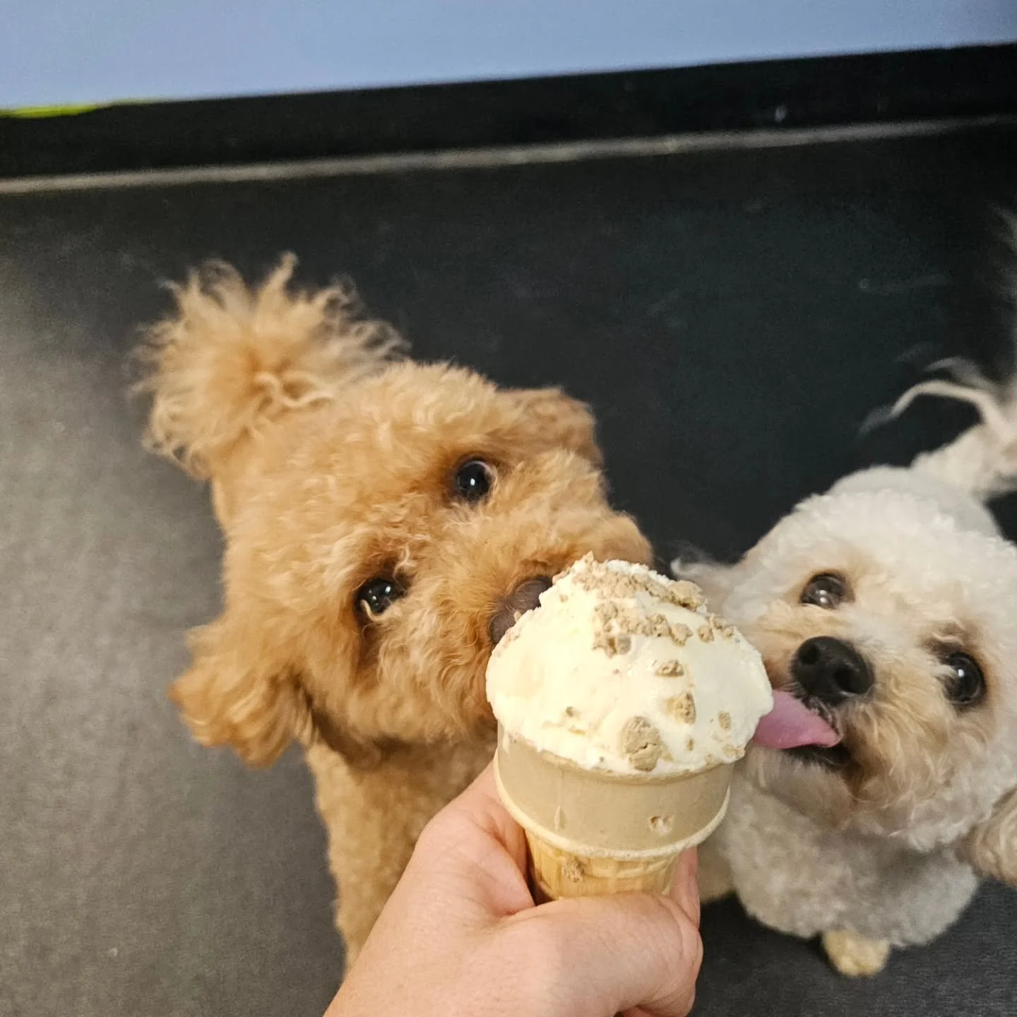 ☀️🍦 Treat yourself? Don't mind if we do.

Our pups cooled off today with delicious @yo_pup pup cups, and let's just say there wasn't a single drop left behind. 😋