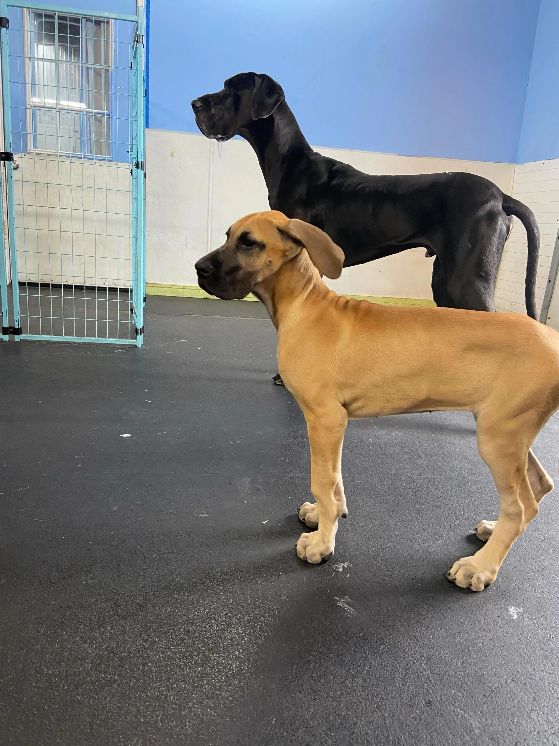 May Photo Dump ☀️

New Friends, Sunny days, and plenty of pool time make for the best days🌻

Barkyard is always here to make sure your fit babies have the safest, happiest days 💛

#BarkyardDaycare #petdaycare #photodump #happypets