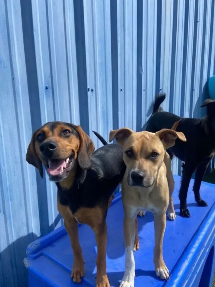 Happy National Best Friends day from Barkyard Daycare, where furever are made 🩵 

☀️In honor of National Best Friends Day, Barkyard is running a special! Bring in a friend and receive 50% off a day of daycare 

🐾Click the link in our bio to book an