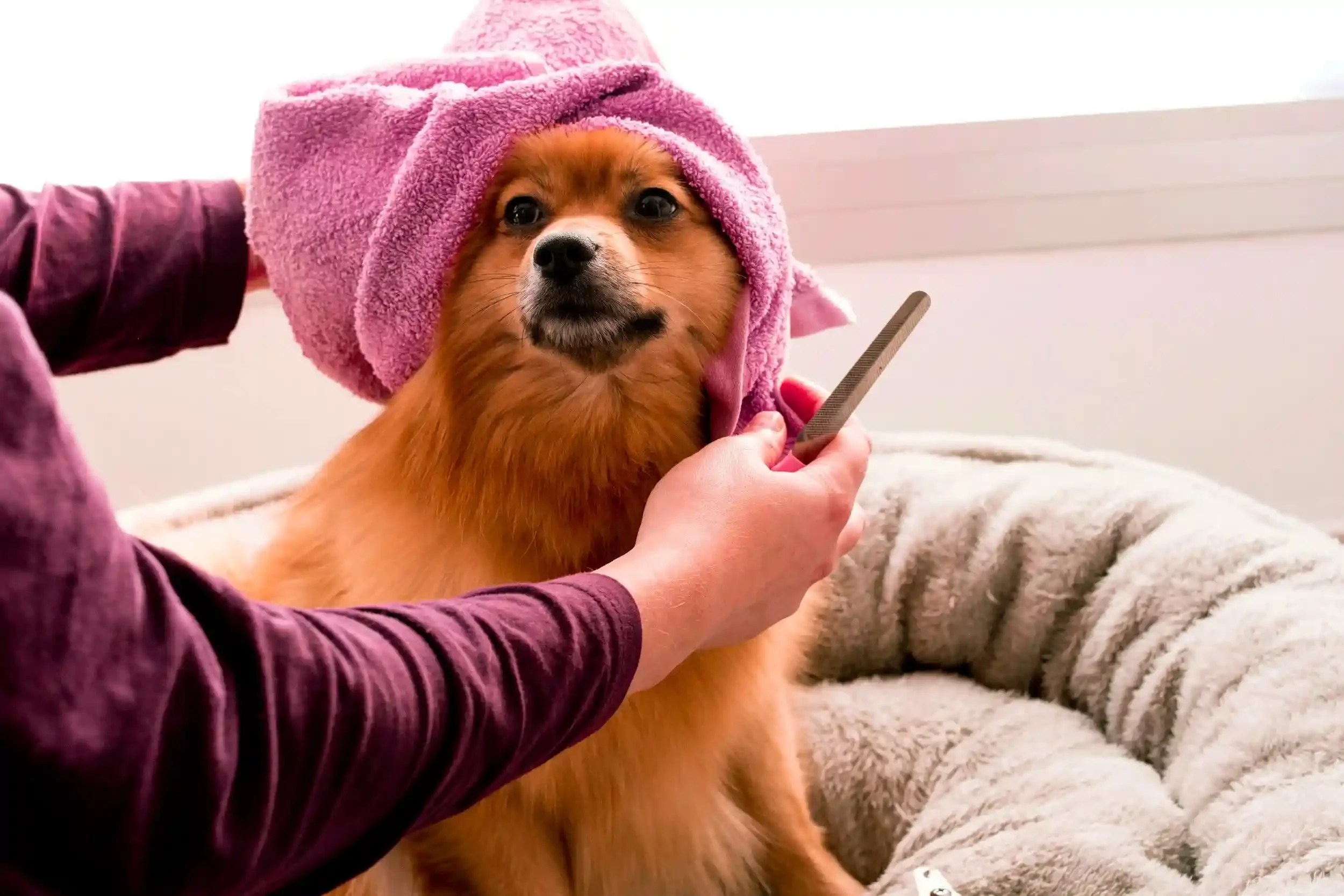 A dog with a pink towel on its head getting a grooming treatment by a person holding a brush.