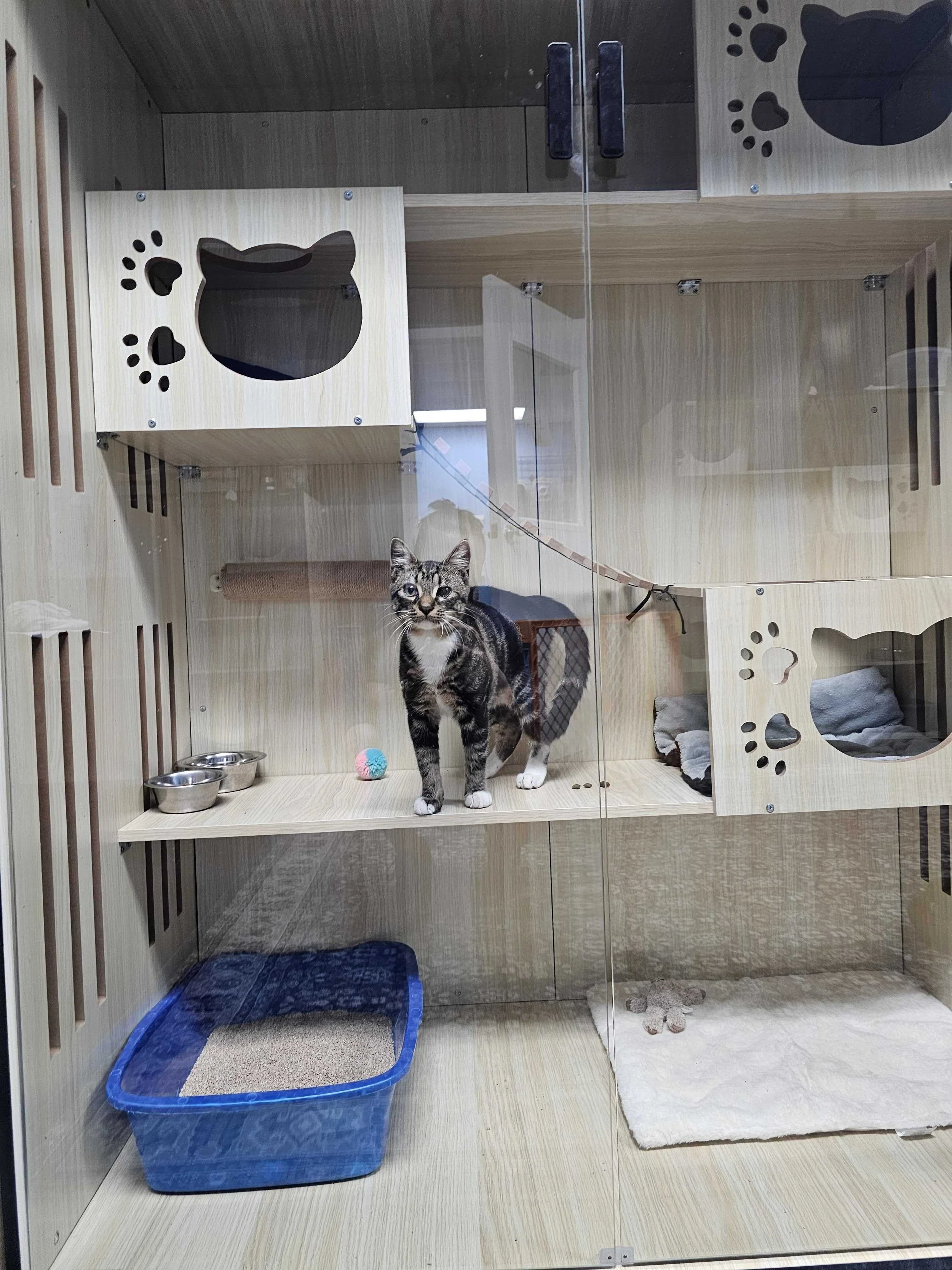 Indoor cat enclosure with a tabby cat on a wooden shelf, two metal bowls, a small colorful ball, a blue litter box, and a fluffy bed with a stuffed toy inside.
