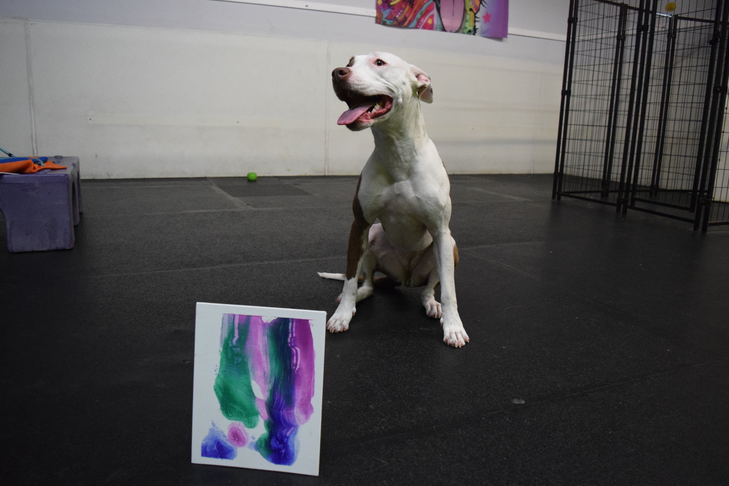 A white dog sitting on a black floor in a room with a white wall, a colorful abstract painting on the wall, a purple box with orange and black items, a small green ball, and a black metal fence in the background. A white canvas with purple, green, and blue paint is on the floor in front of the dog.