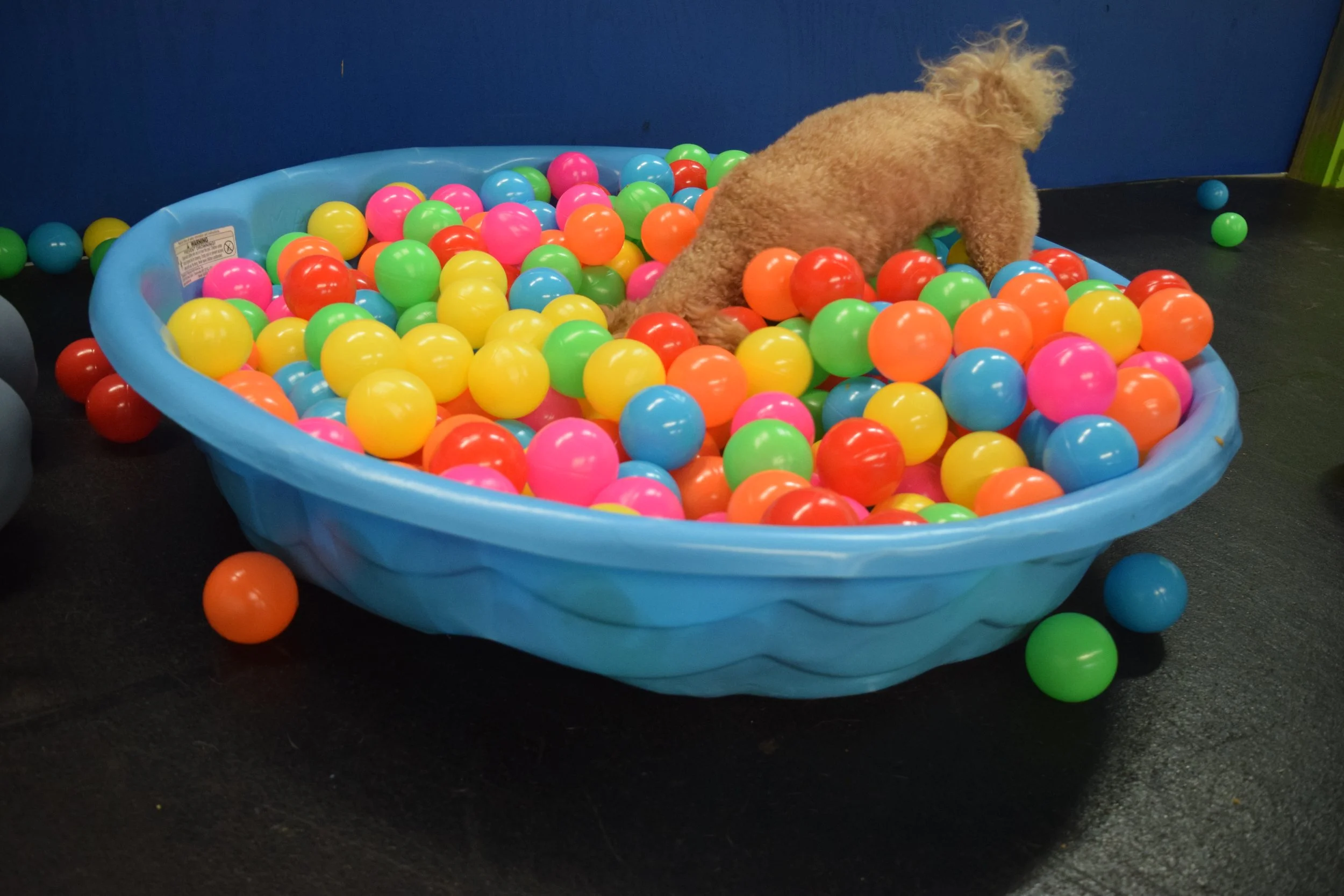 A small dog in a ball pit filled with colorful plastic balls, with some balls on the floor outside the pit.