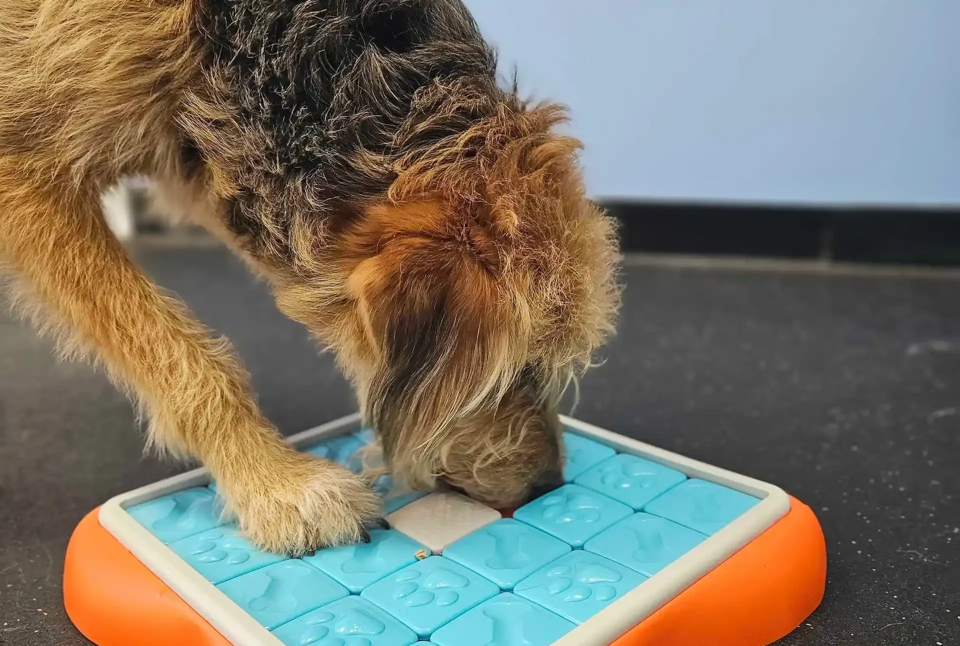 Dog with a cognitive toy