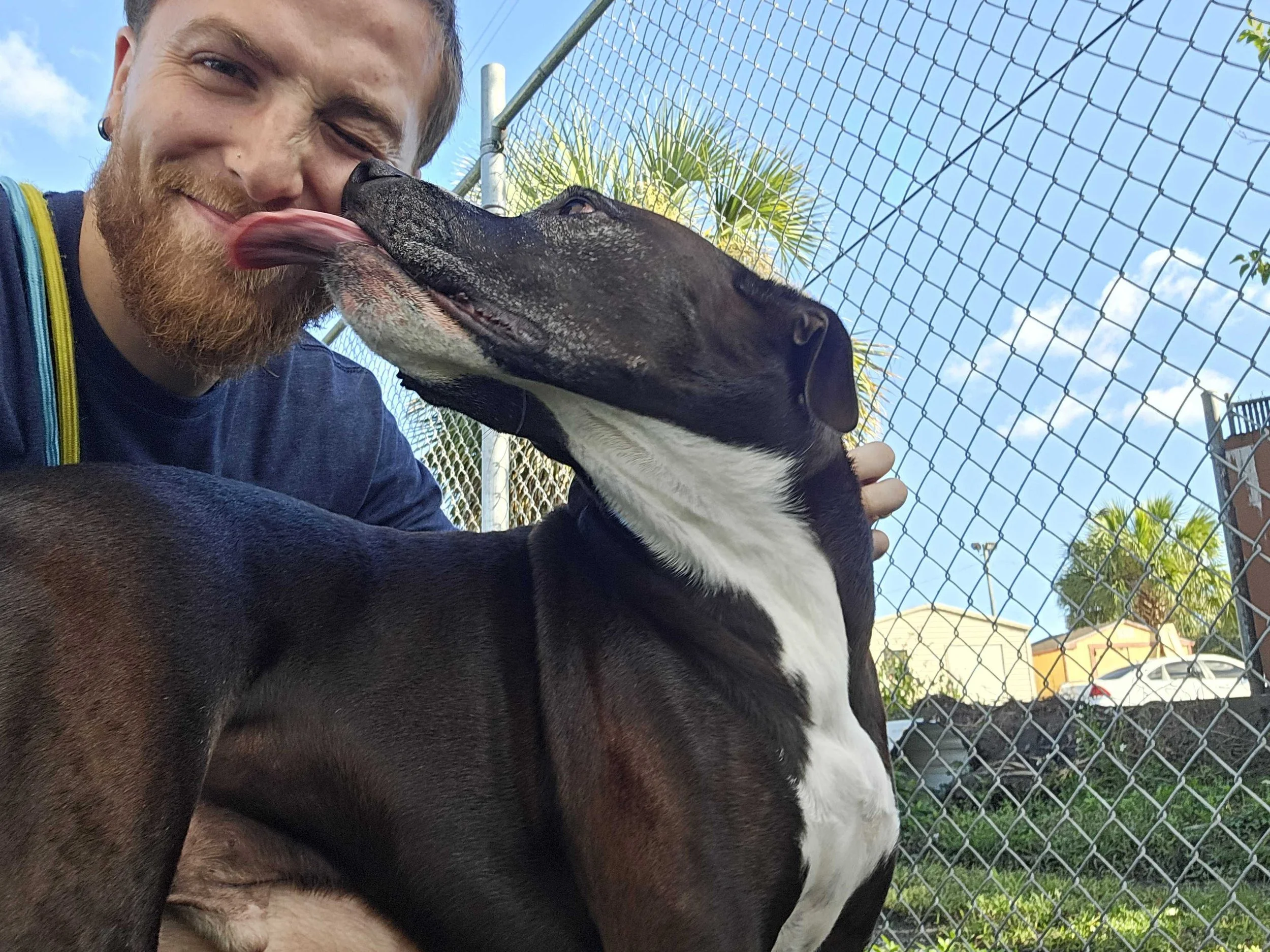 A man with a beard and earrings smiling as a black and white dog licks his face, outdoors near a chain-link fence and palm trees.