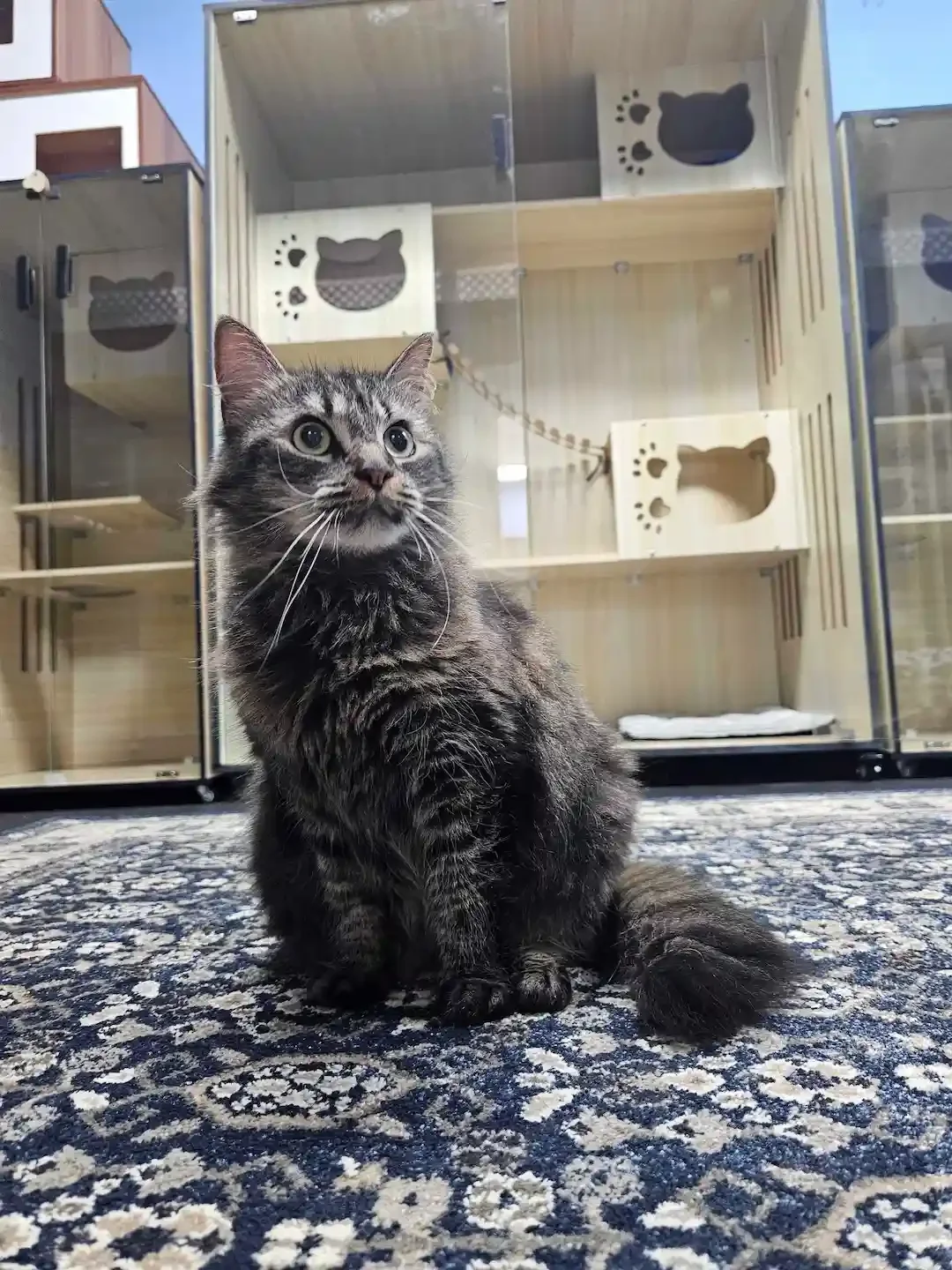 A tabby cat sitting on a patterned rug inside a pet store, with glass display cases filled with cat furniture in the background.
