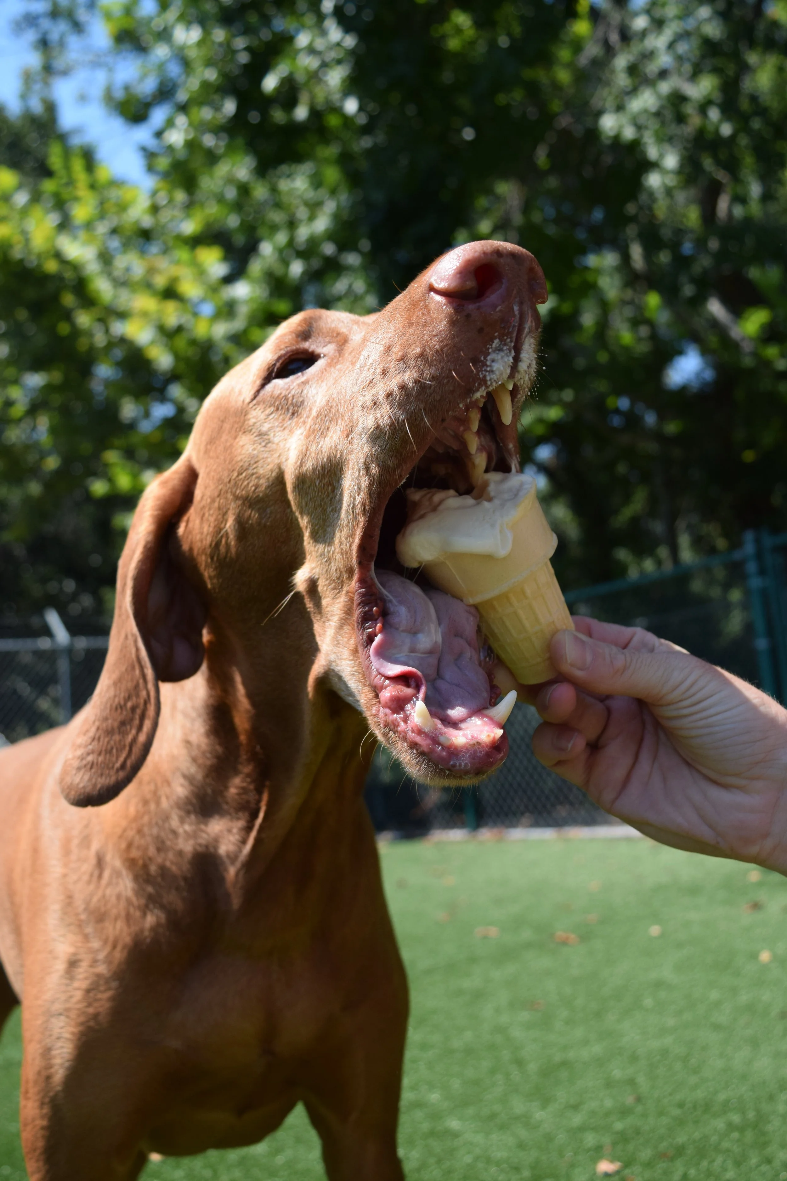 A dog opening its mouth to eat ice cream from a cone held by a person outdoors during daytime, with green trees in the background.