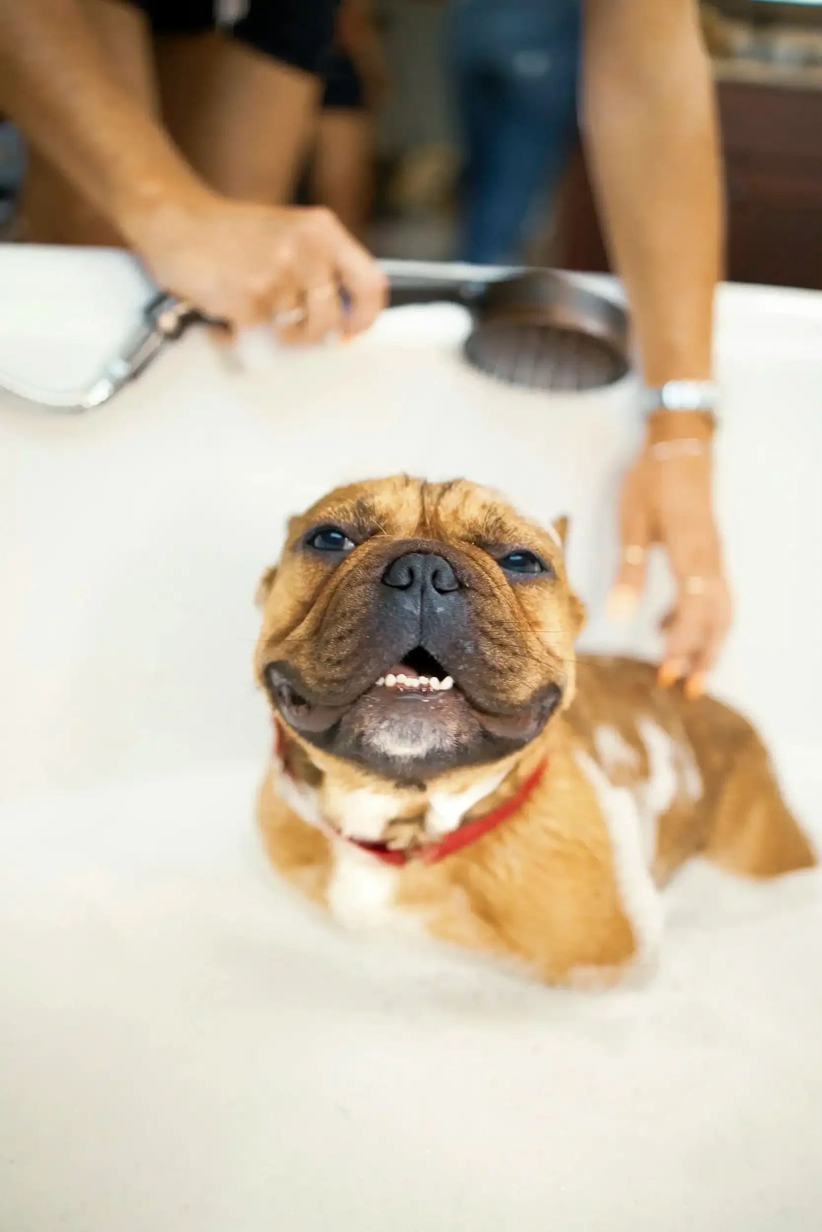A happy brown and white dog, possibly a French Bulldog, sitting in a bathtub with its mouth slightly open. Someone is rinsing the dog with a showerhead in the background.