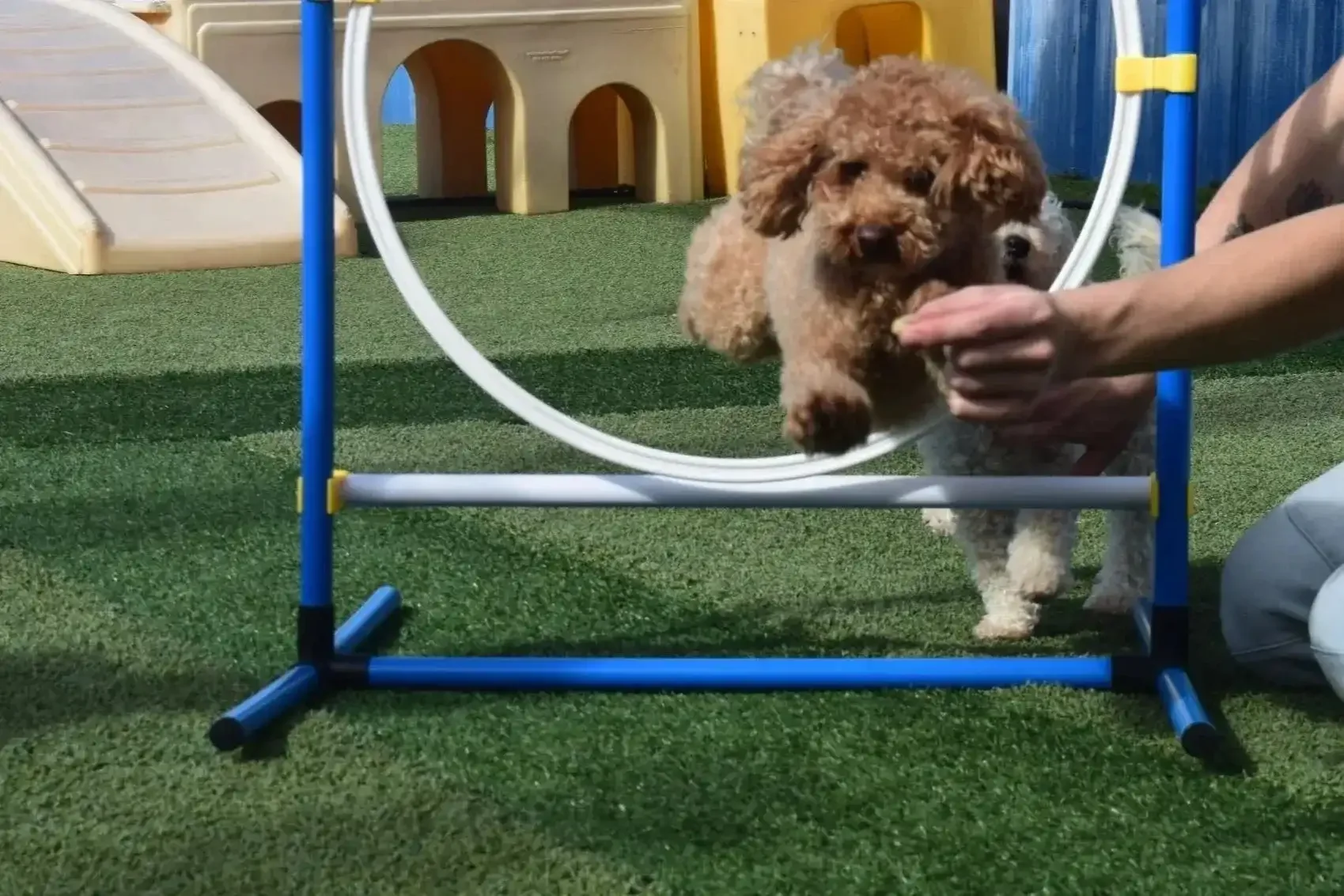 Dog jumping through an agility ring