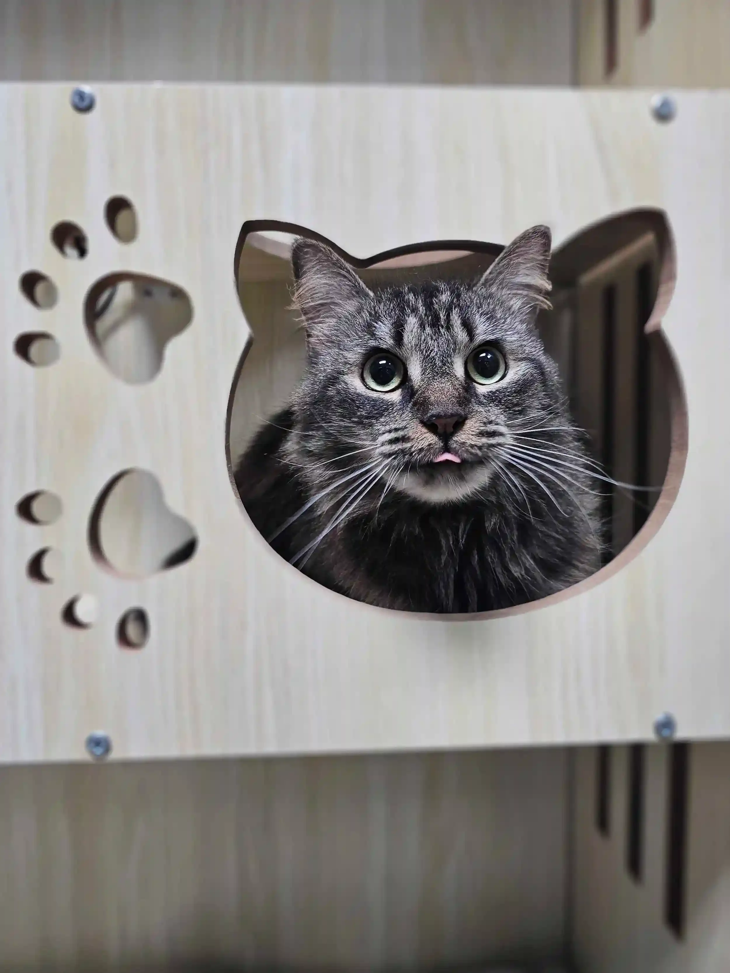 A gray tabby cat with green eyes sticking out its tongue, looking through a pet enclosure with a dog-shaped cutout.