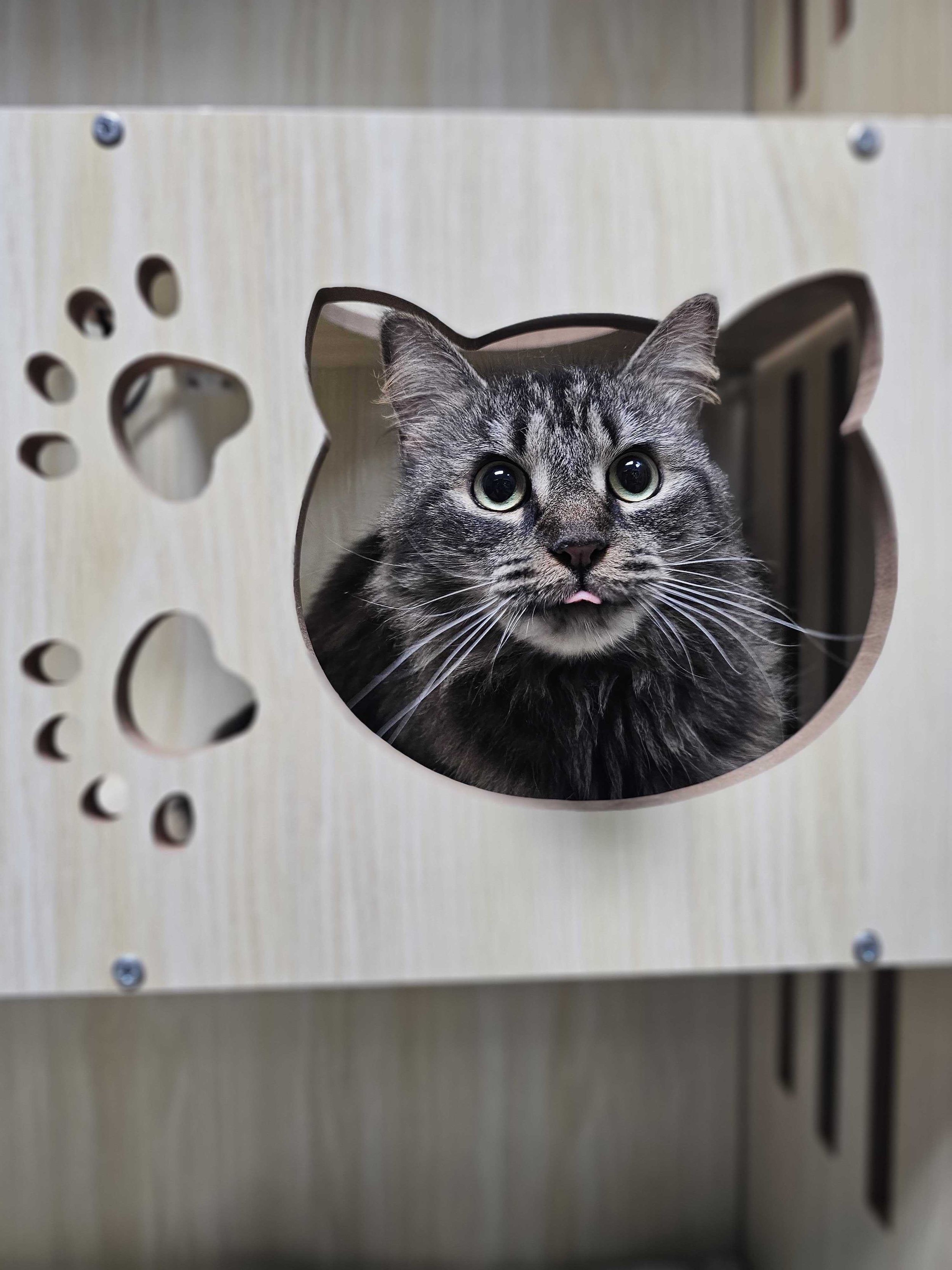 A gray tabby cat with green eyes and its tongue slightly sticking out, sitting inside a cardboard box with paw-shaped cutouts.