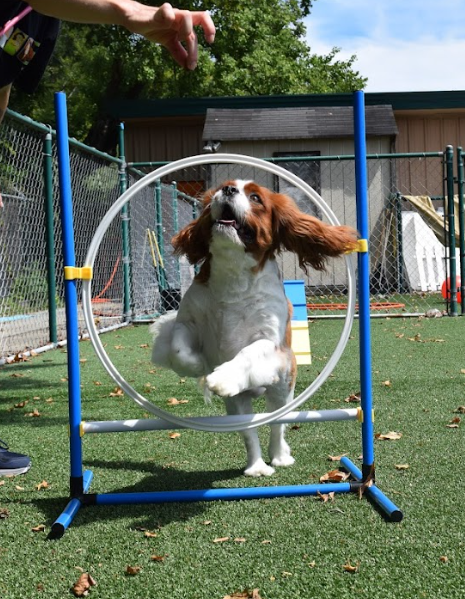 Dog jumping through a ring obstacle during an outdoor agility training session, with a person guiding it from above.