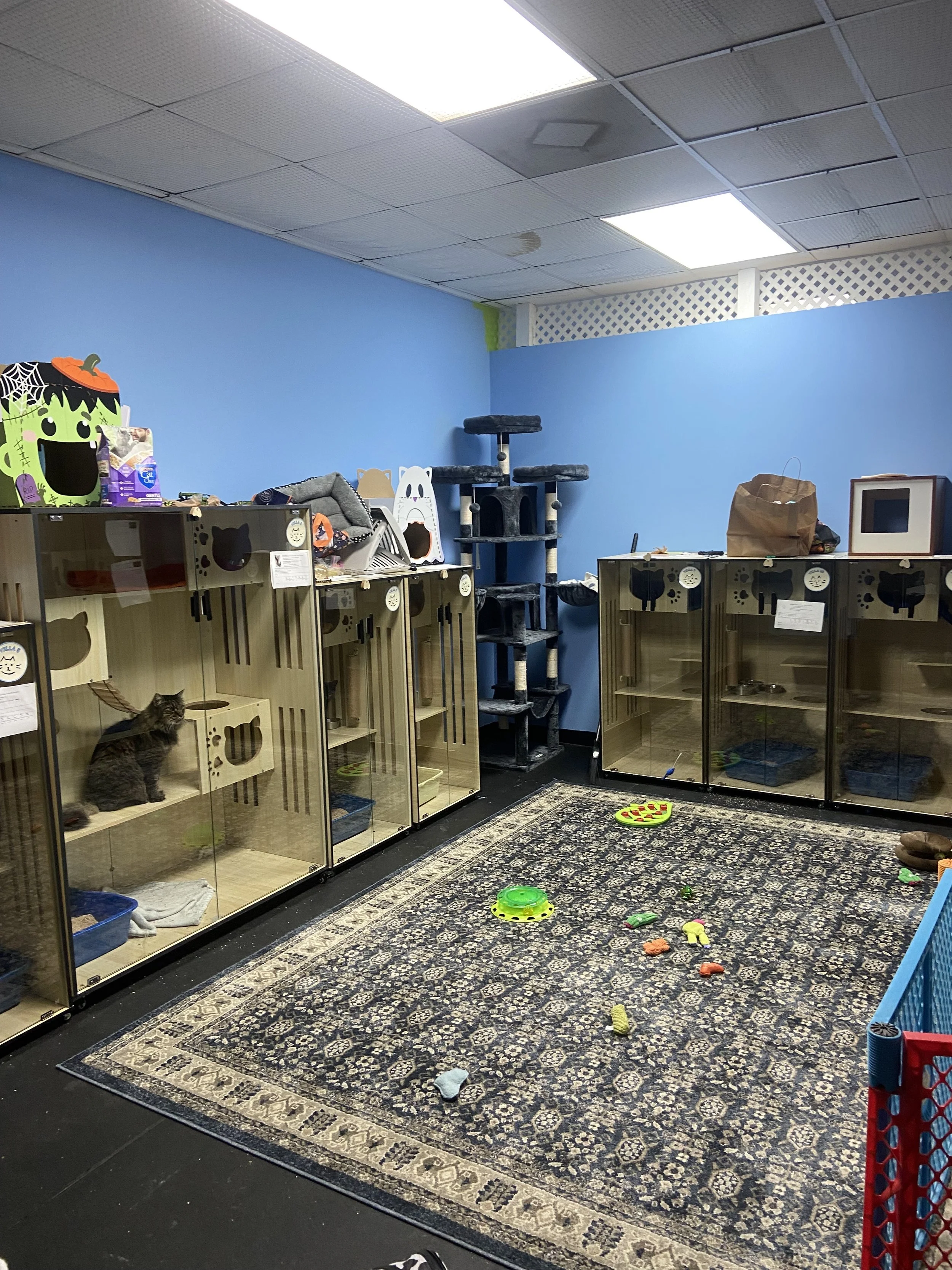 Pet shelter with glass cages, cat toys, and a scratching post in a room with blue walls and a patterned rug.